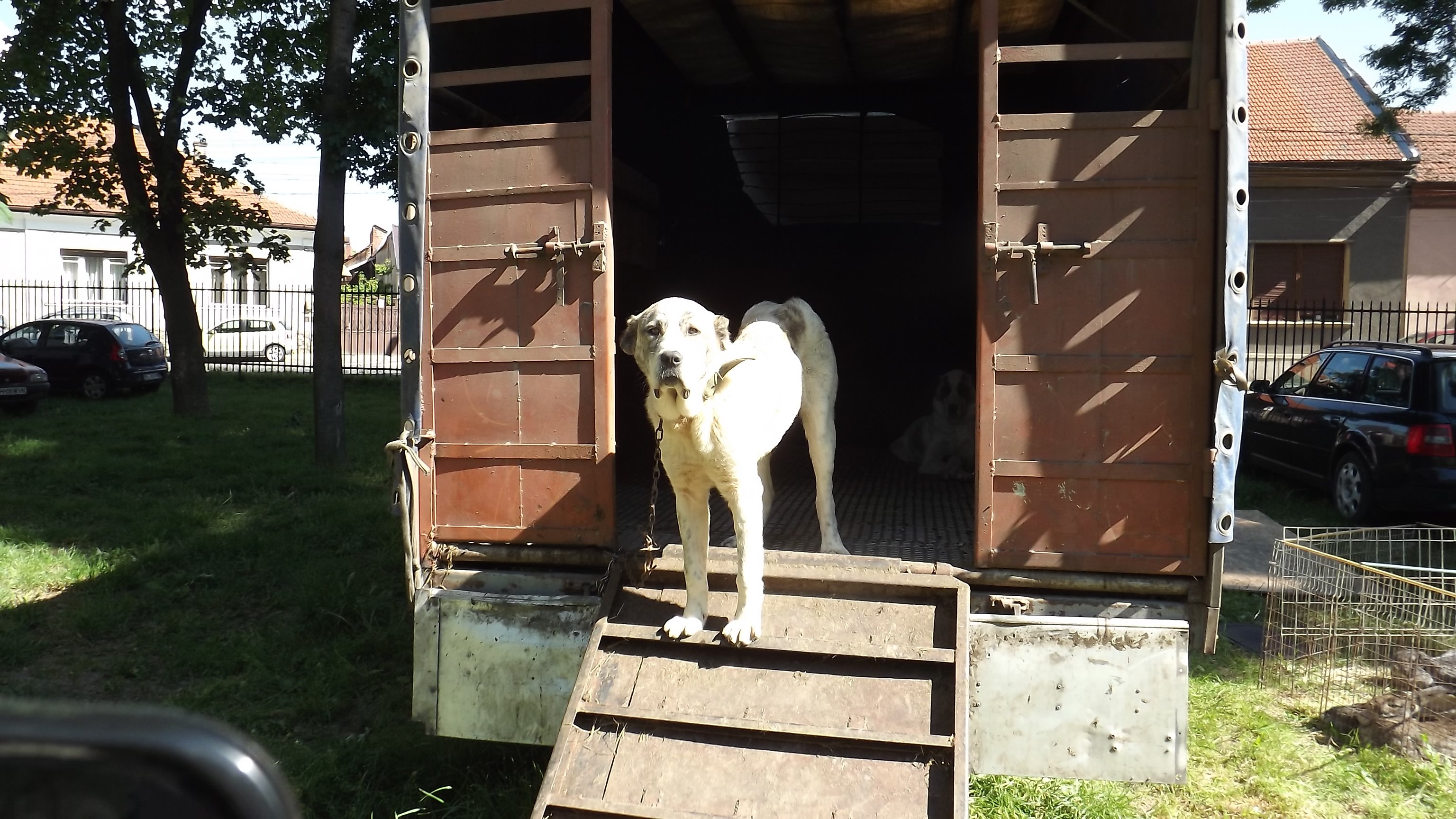 Cu Mic Cu Mare La Targul De Animale Bihon