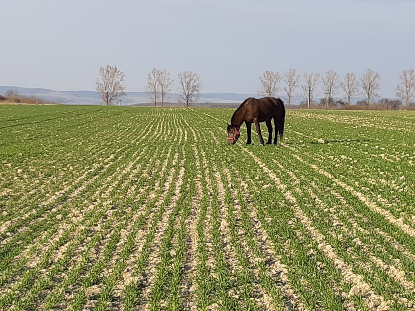 FOTO: Agricultori Cheriu 09.05.2020