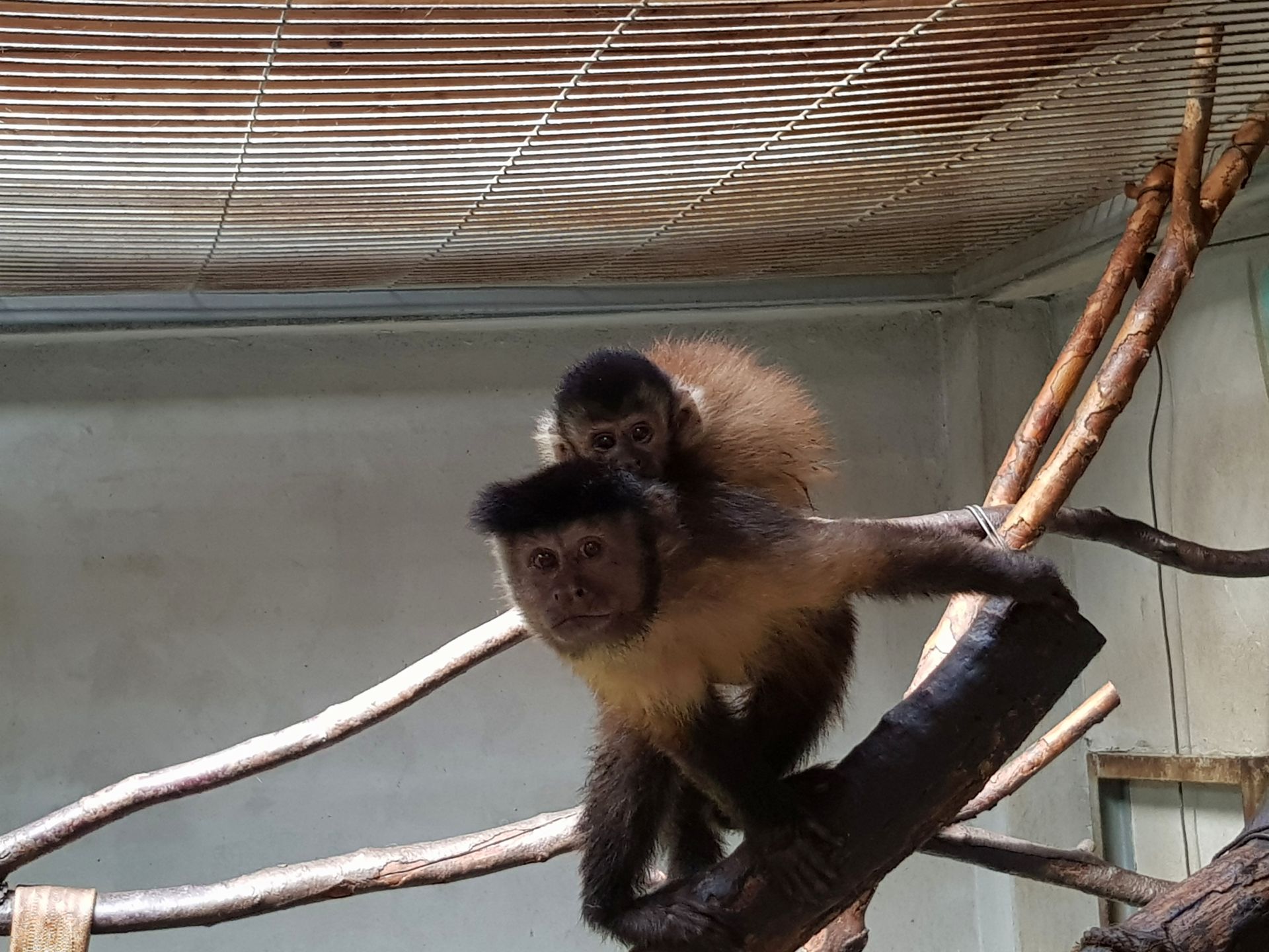 FOTO: Pui la Grădina Zoologică Oradea 16.07.2020