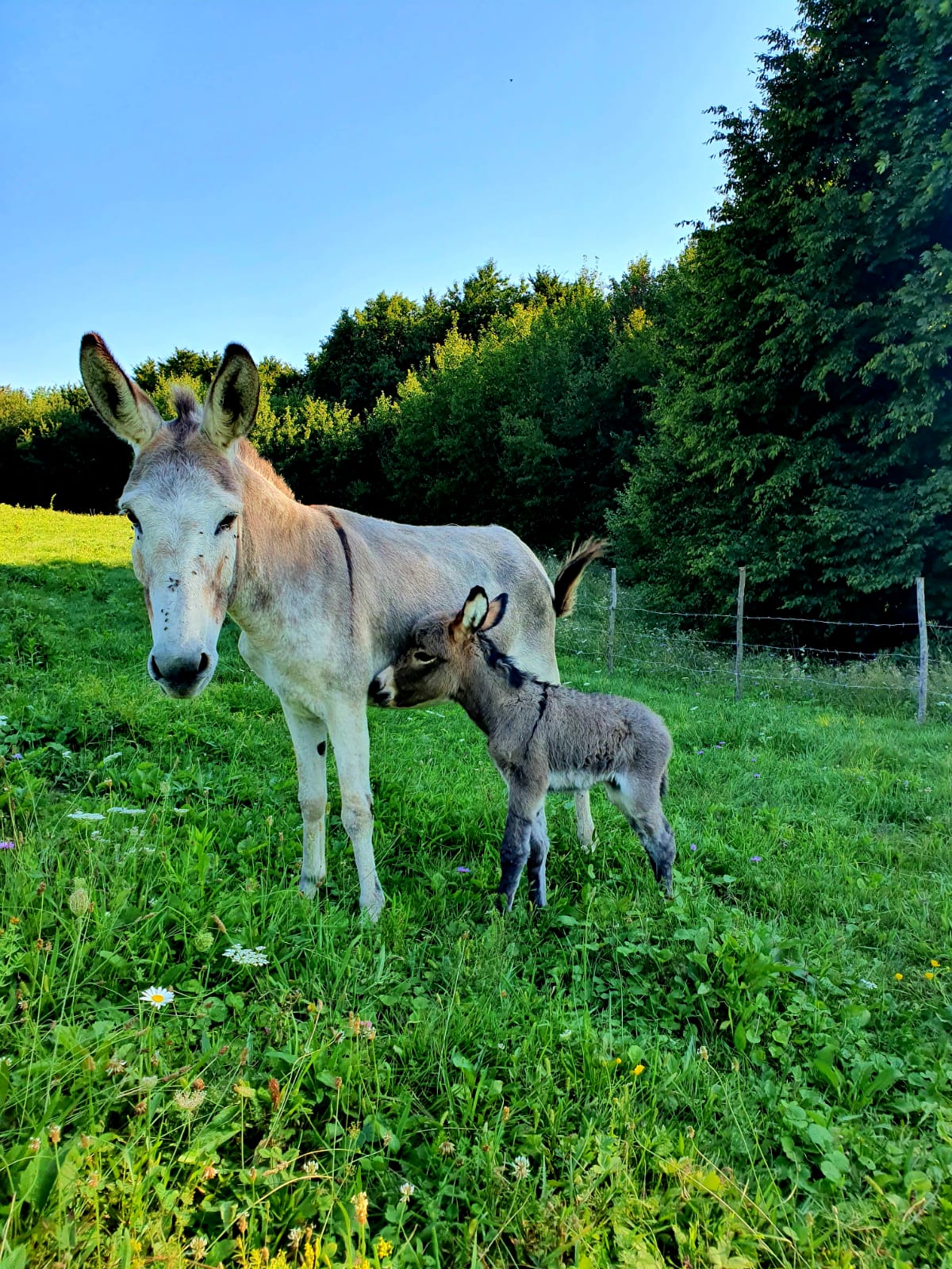 Ferma Zeițelor by Calitate & Sănătate (39)