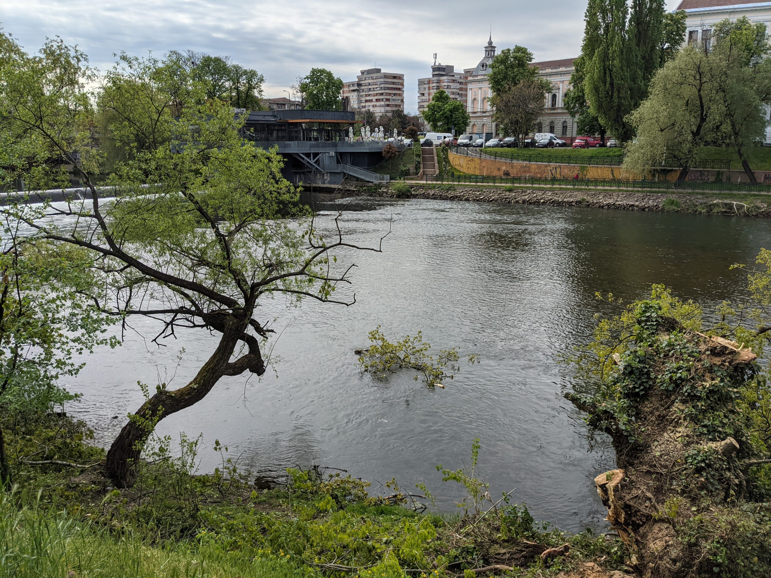 taiere copaci oradea crisul repede oradea (2)