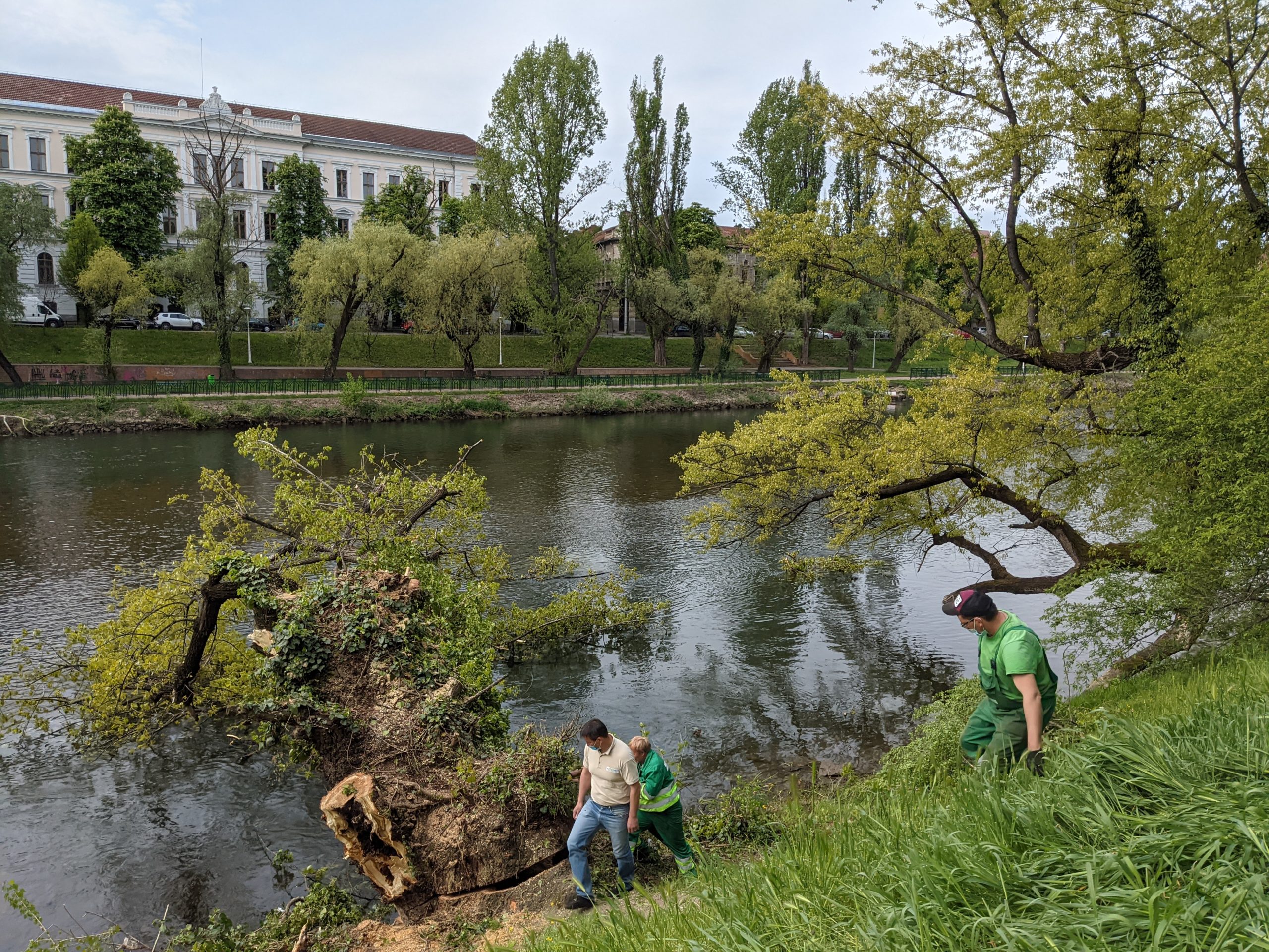 taiere copaci oradea crisul repede oradea (3)