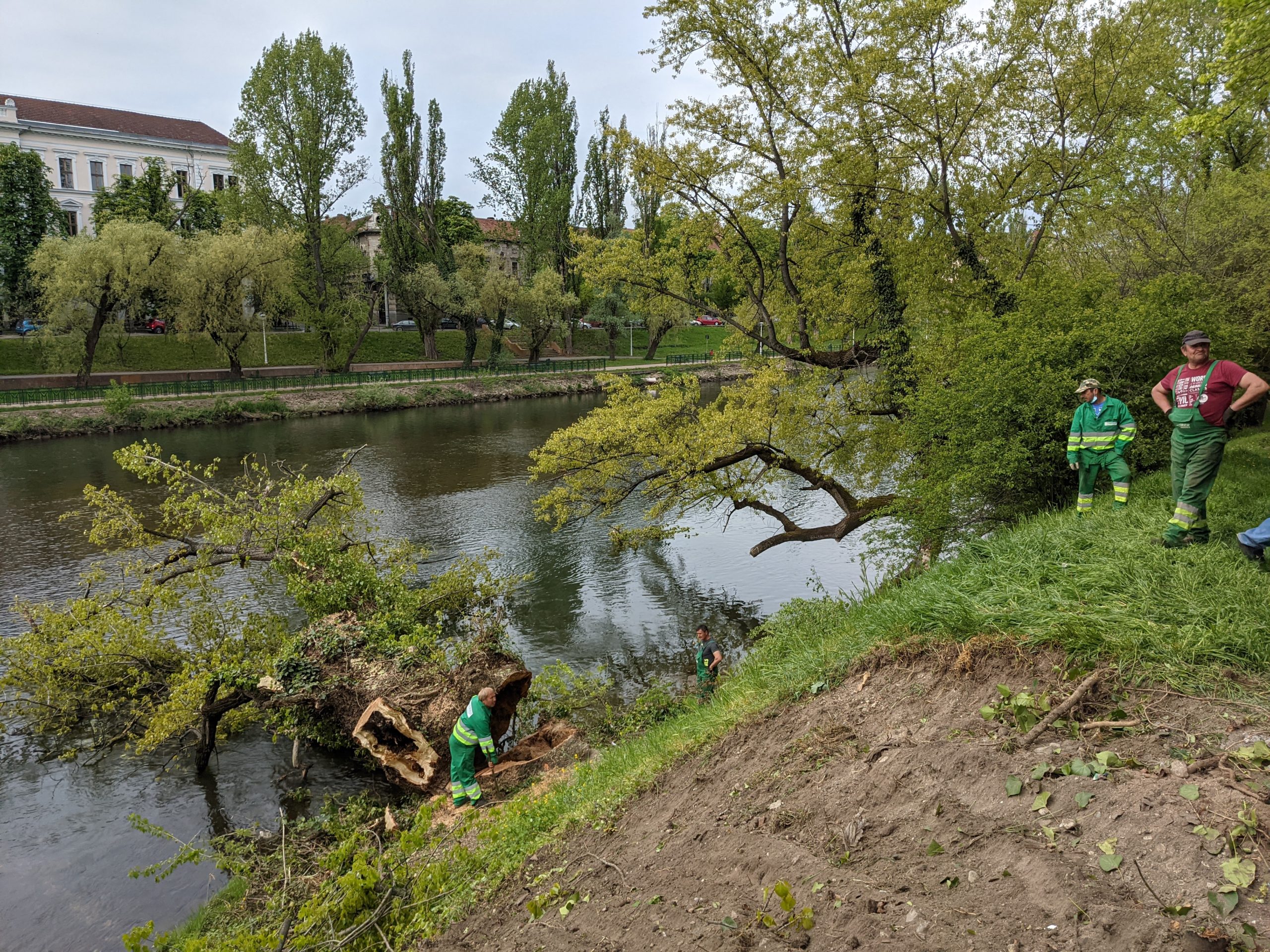 taiere copaci oradea crisul repede oradea (6)