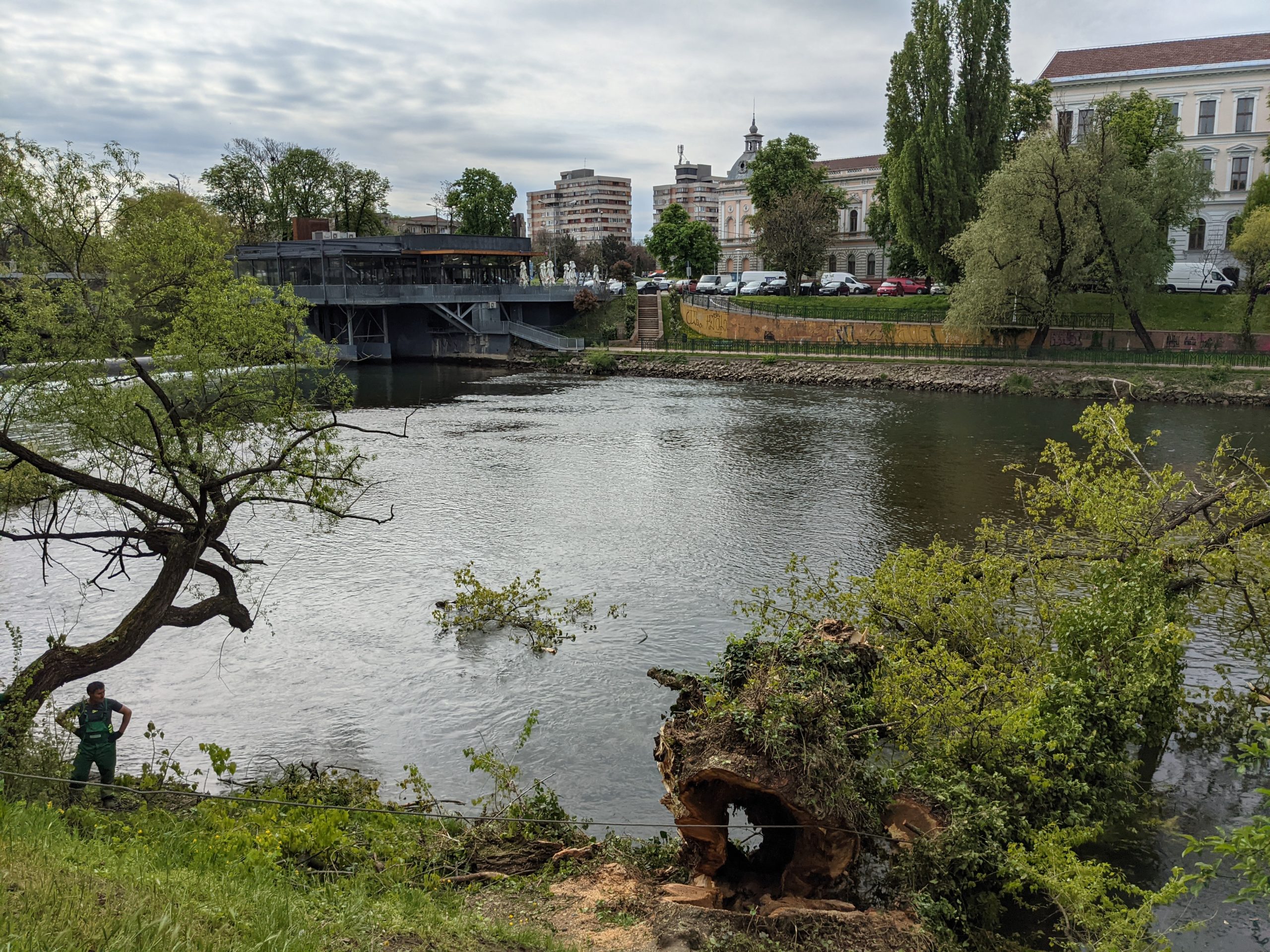 taiere copaci oradea crisul repede oradea (7)