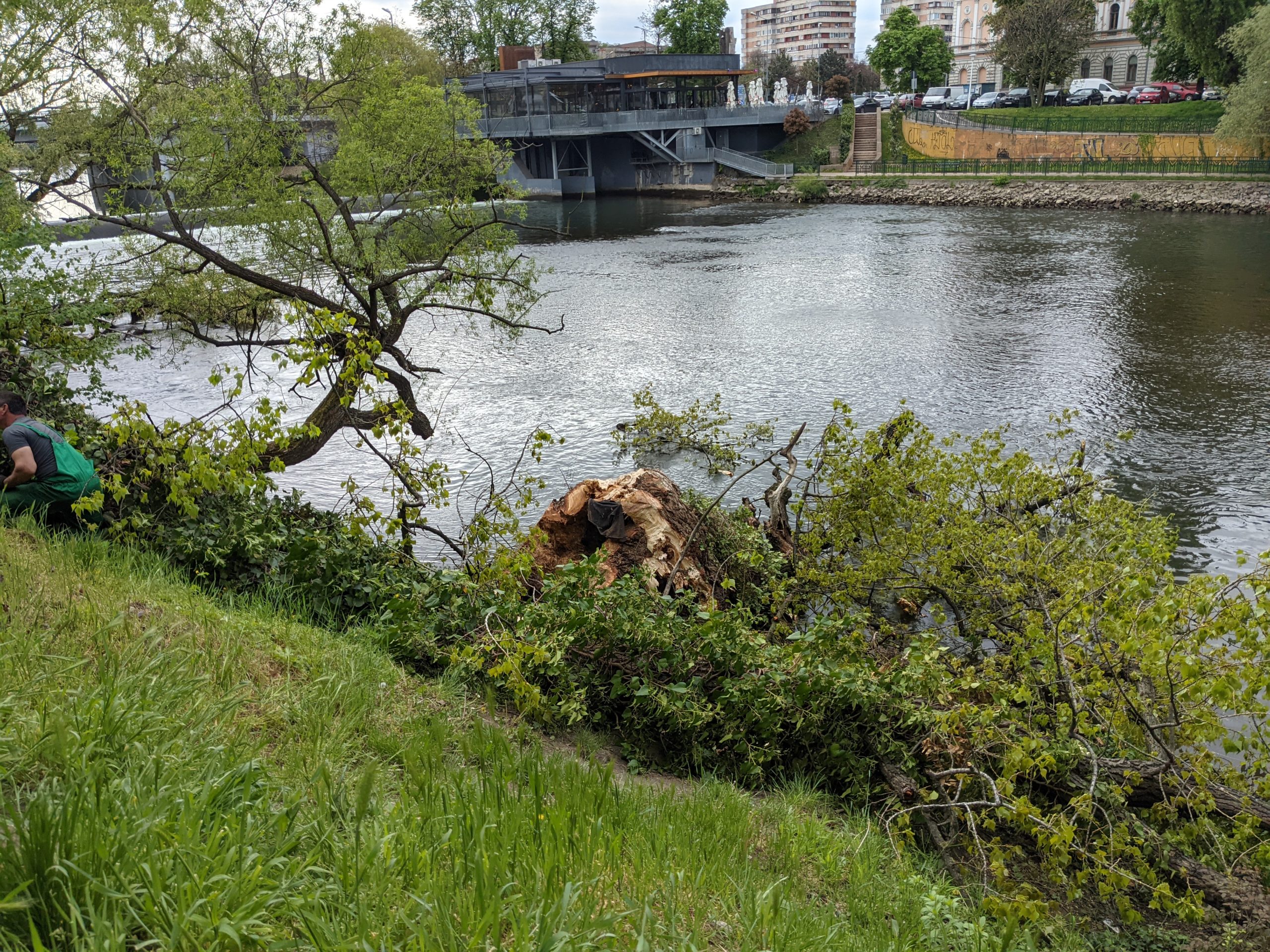 taiere copaci oradea crisul repede oradea (9)