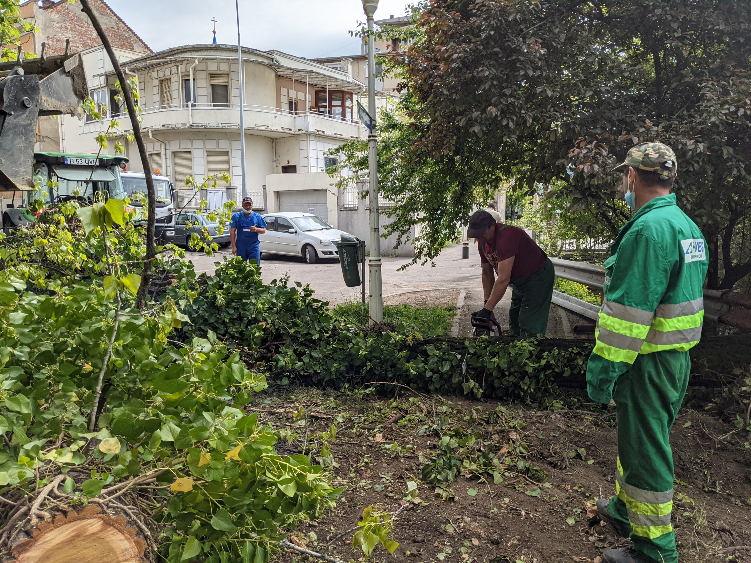 taiere copaci oradea crisul repede oradea (18)