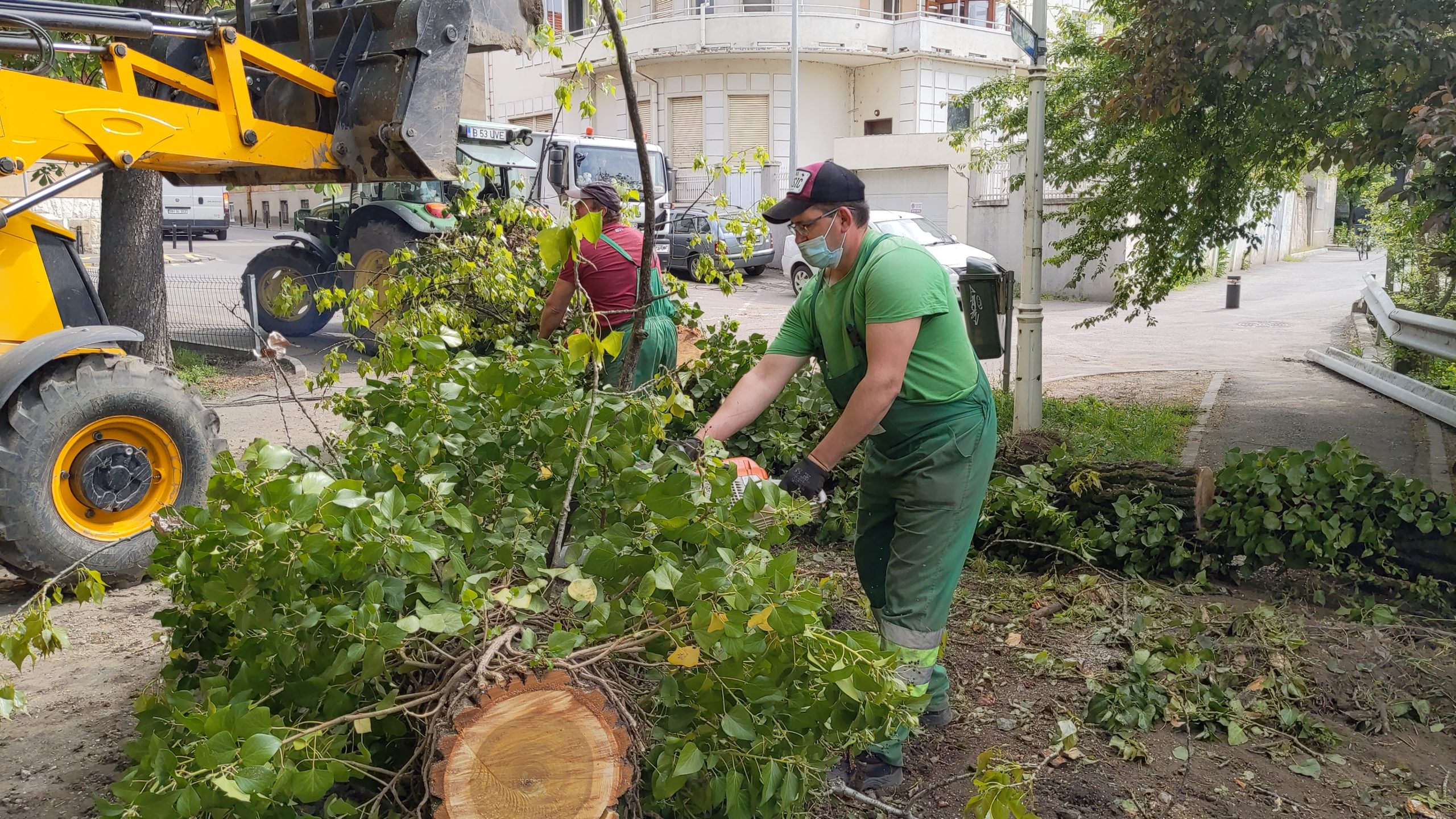 taiere copaci oradea crisul repede oradea (19)