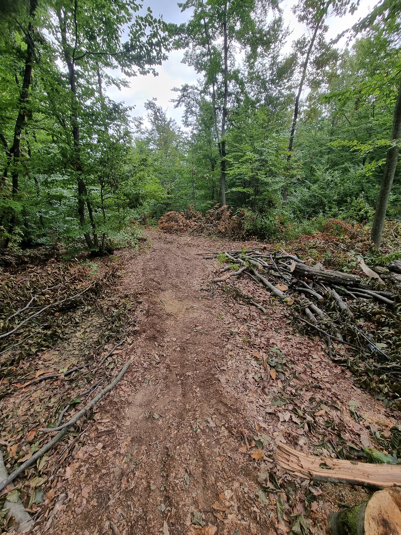 FOTO: Arbori tăiați în Pădurea Strimina 21.09.2021