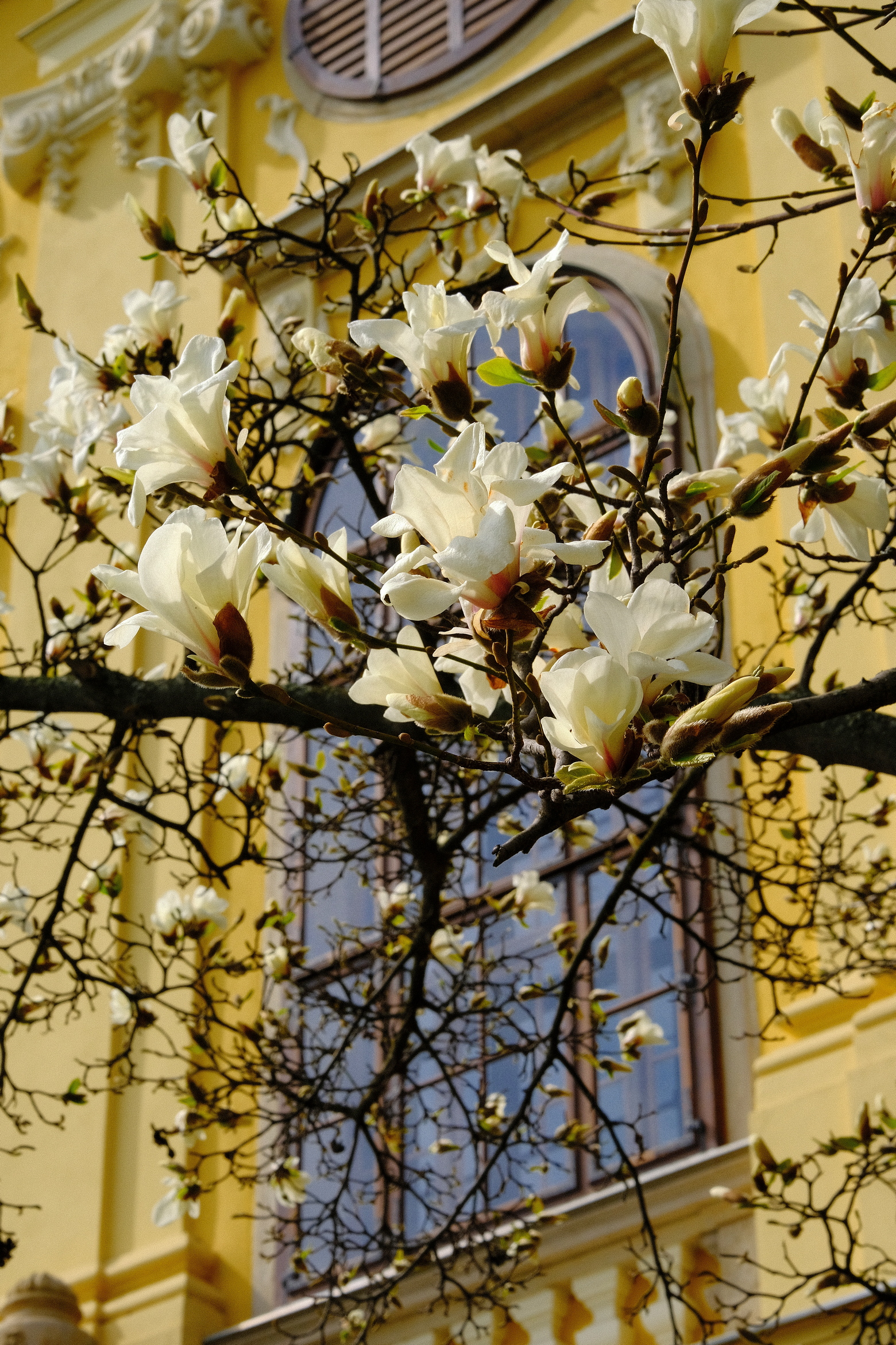 magnolii oradea (7)