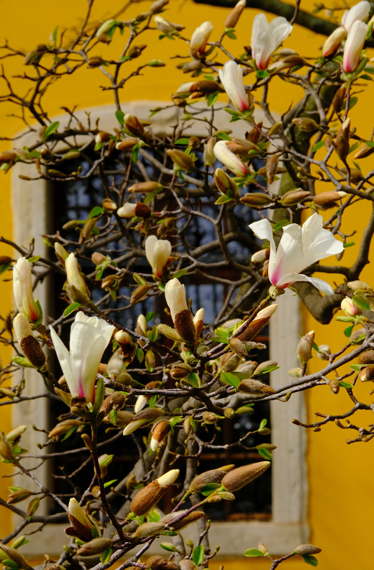 magnolii oradea (11)