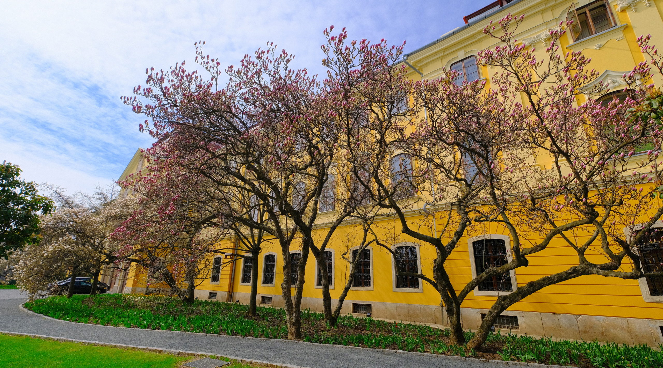 magnolii oradea (17)