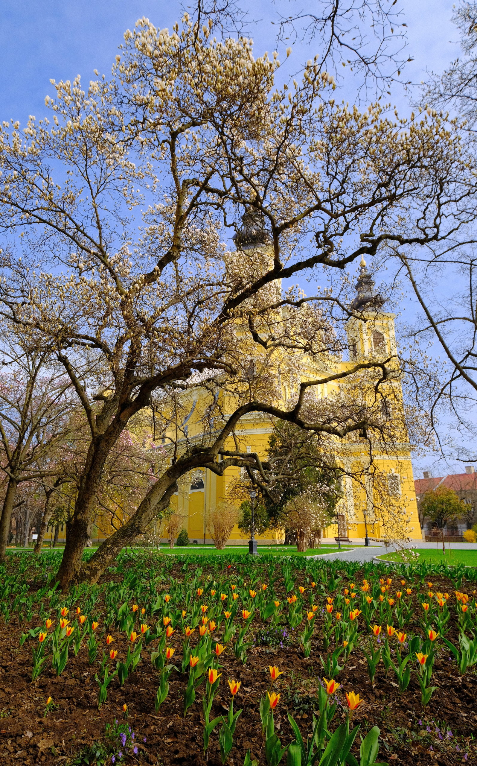 magnolii oradea (19)