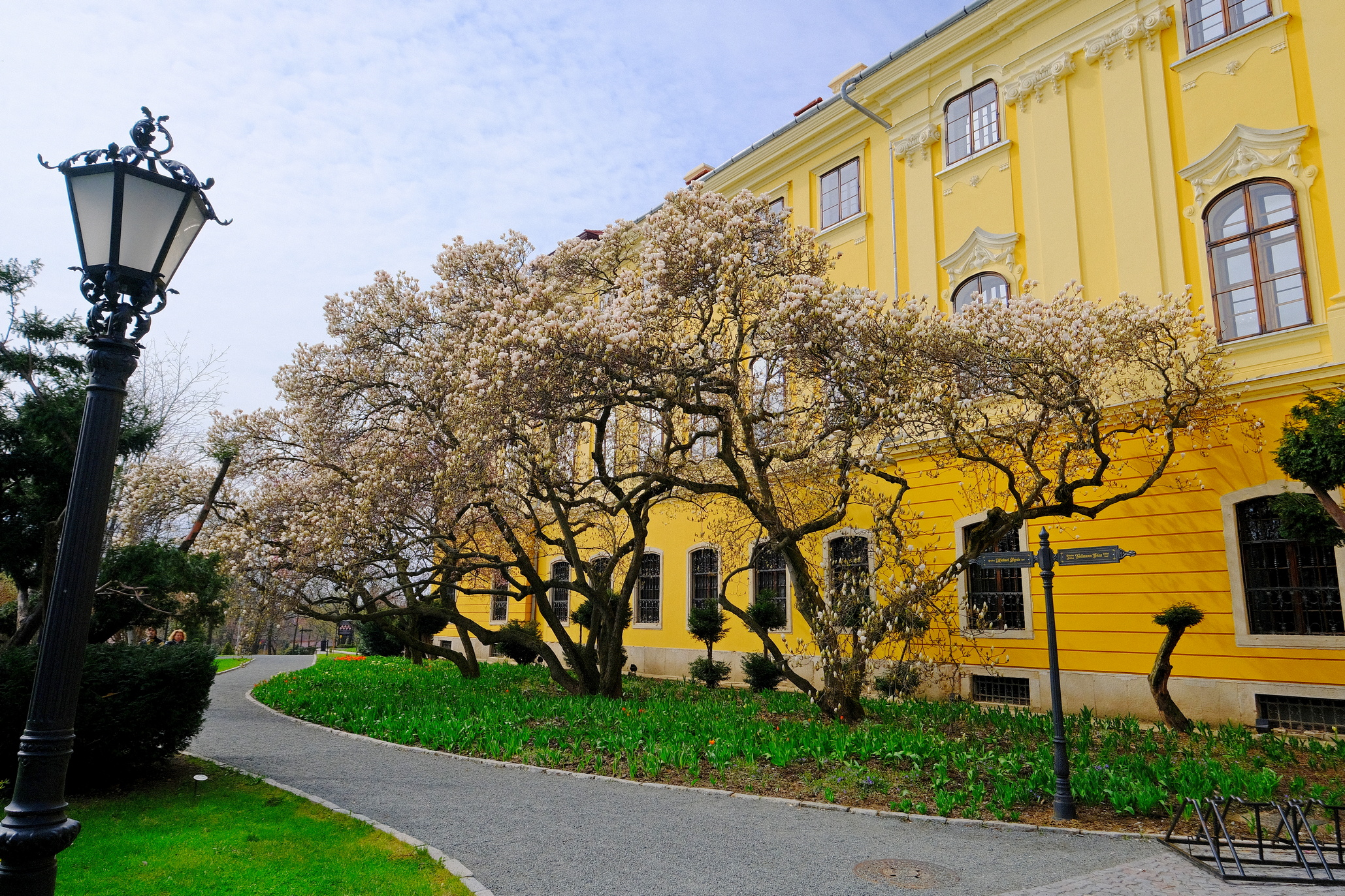 magnolii oradea (1)