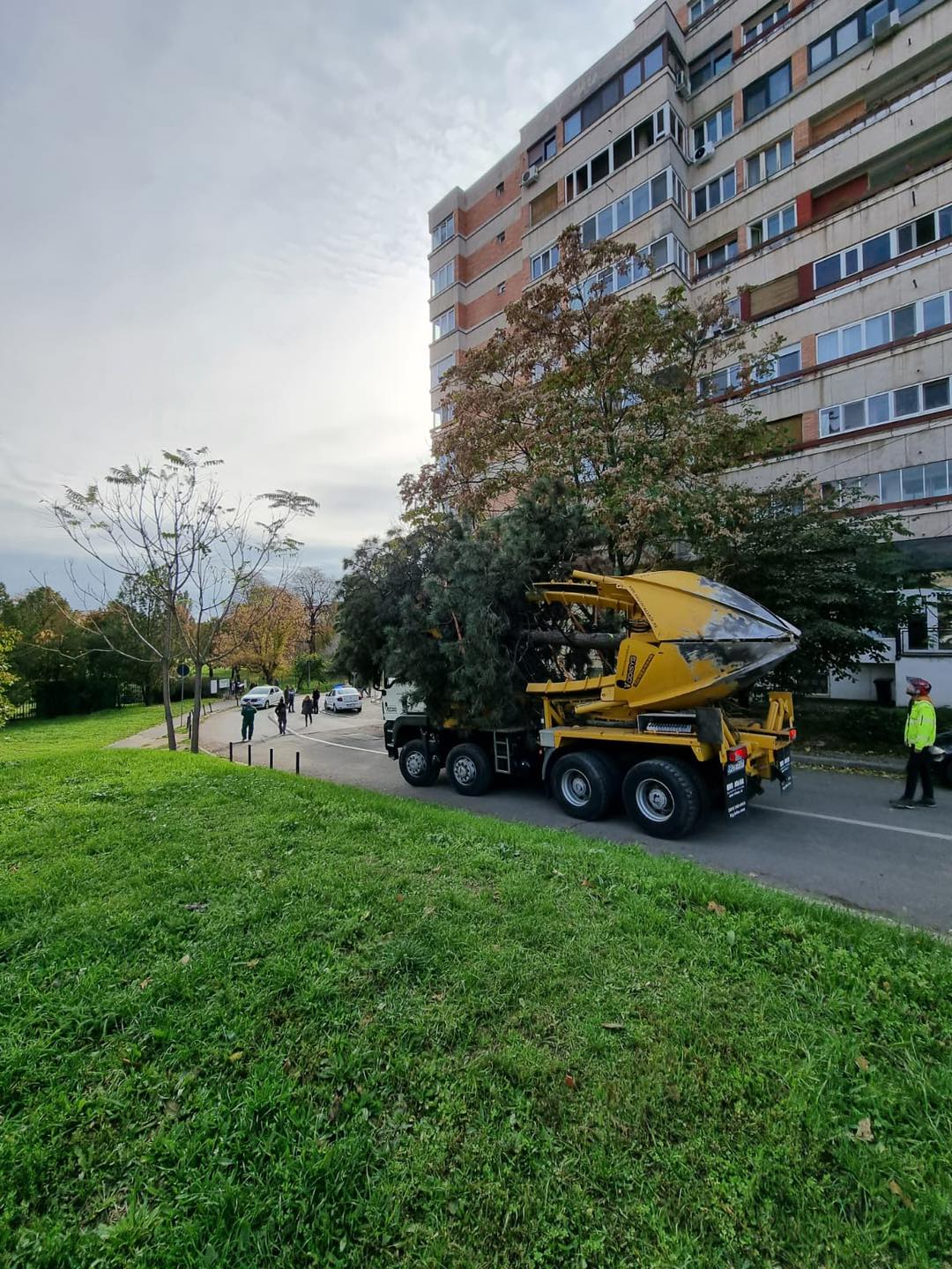 FOTO: Arbori și arbuști relocați 24.10.2022