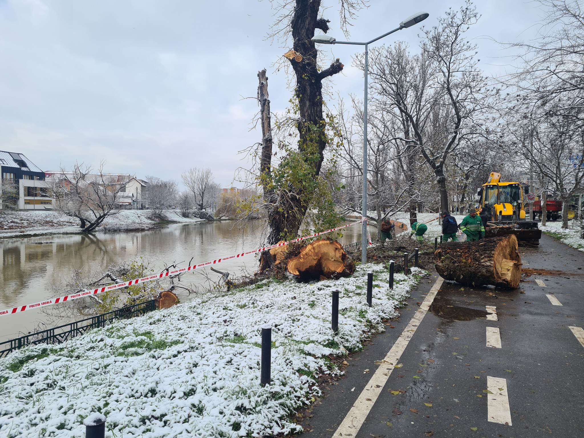 FOTO: Copac căzut în apele râului Crișul Repede 12.12.2022