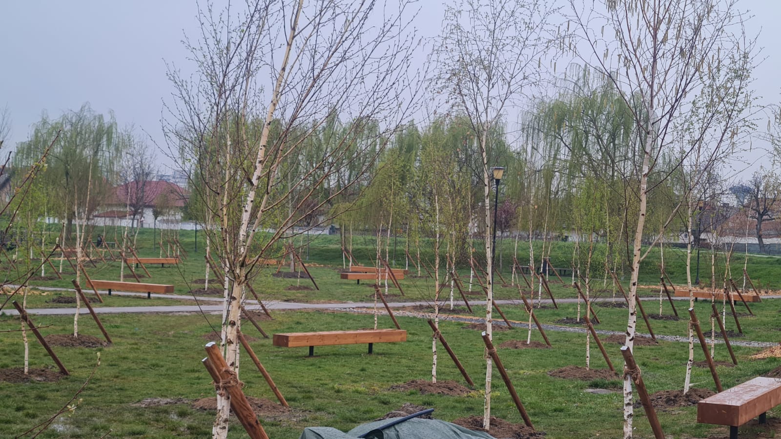 FOTO: Plantați în amintire 08.04.2023