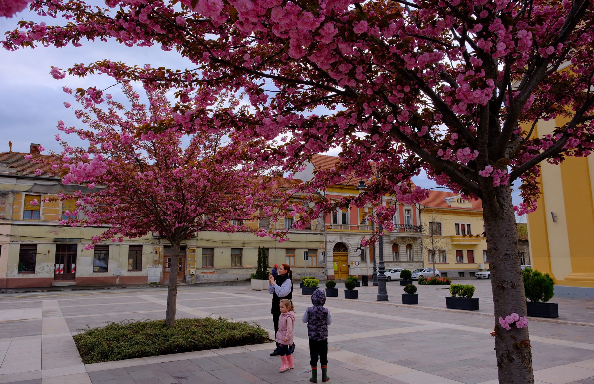 FOTO: Cireșii japonezi din Piața Unirii 18.04.2023