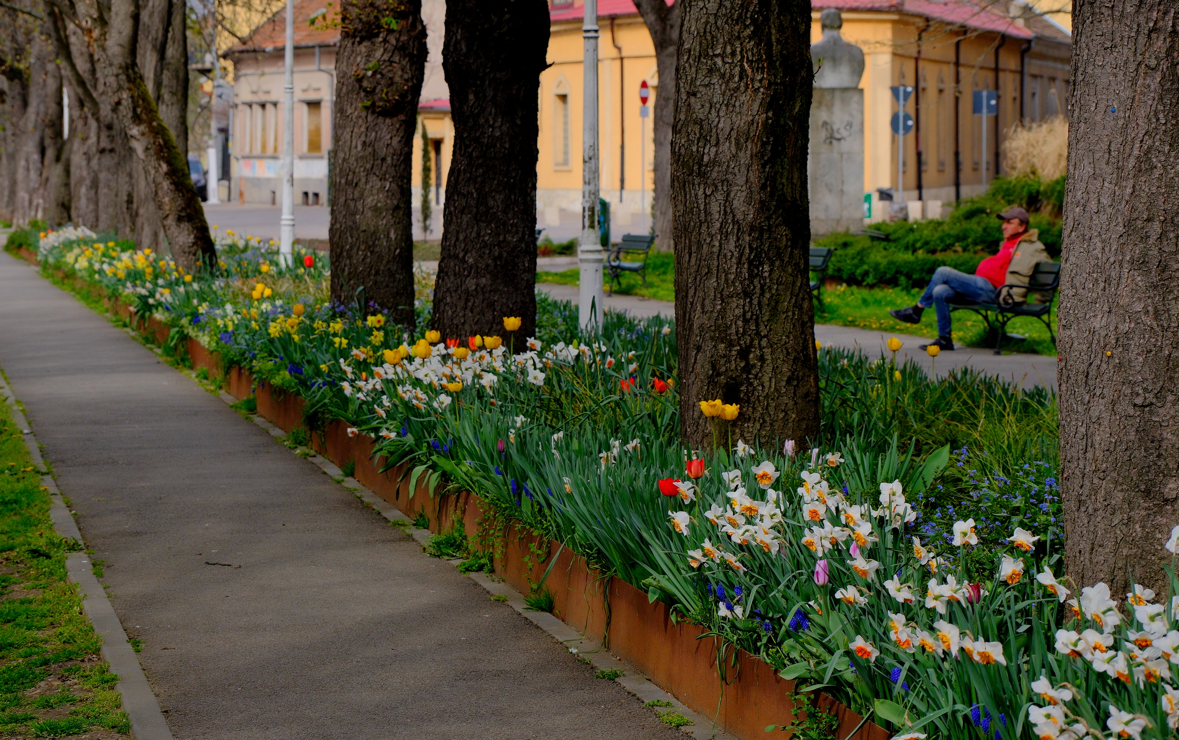 malul crisului flori (9)