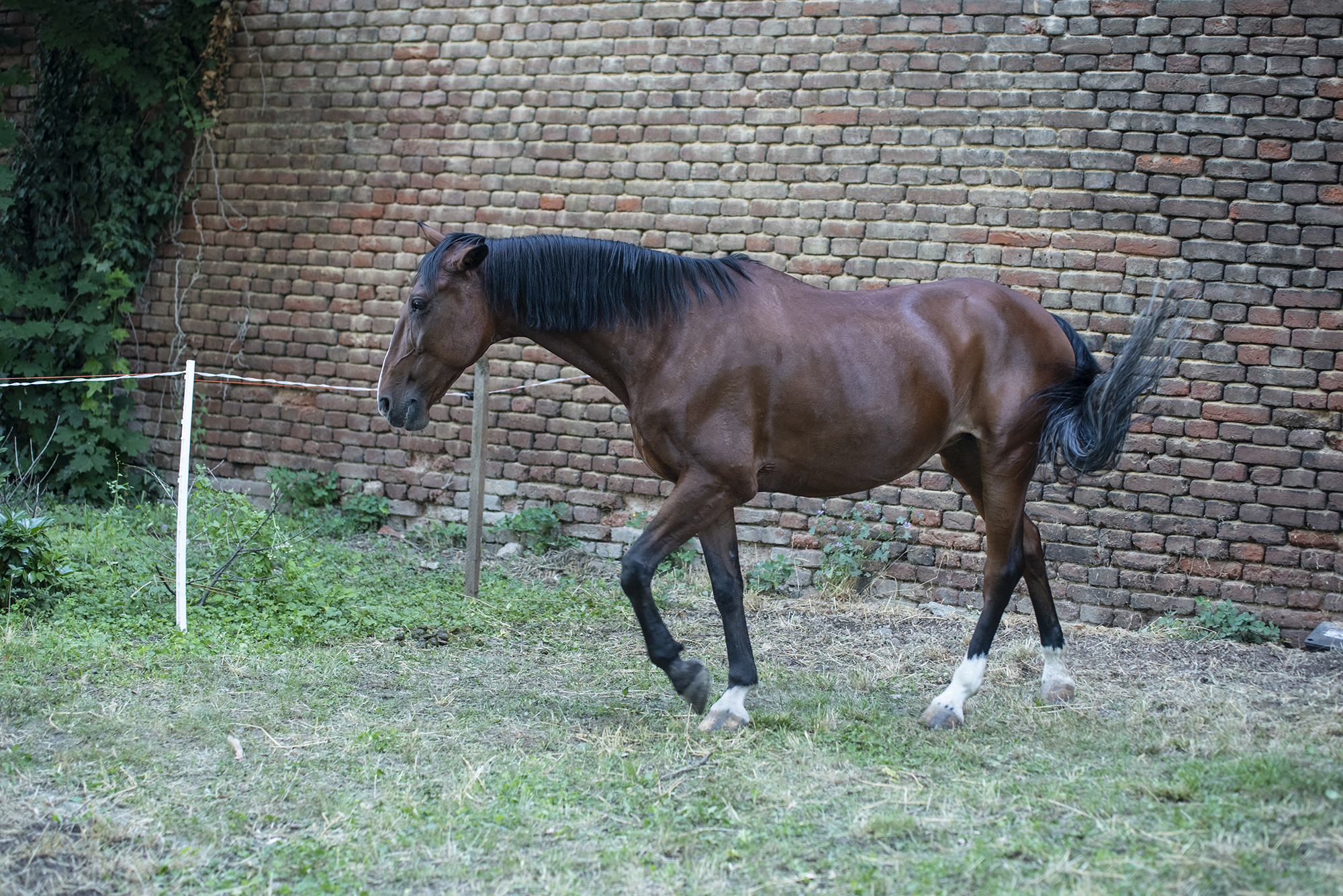 cavaleri oradea festival turnir (41)