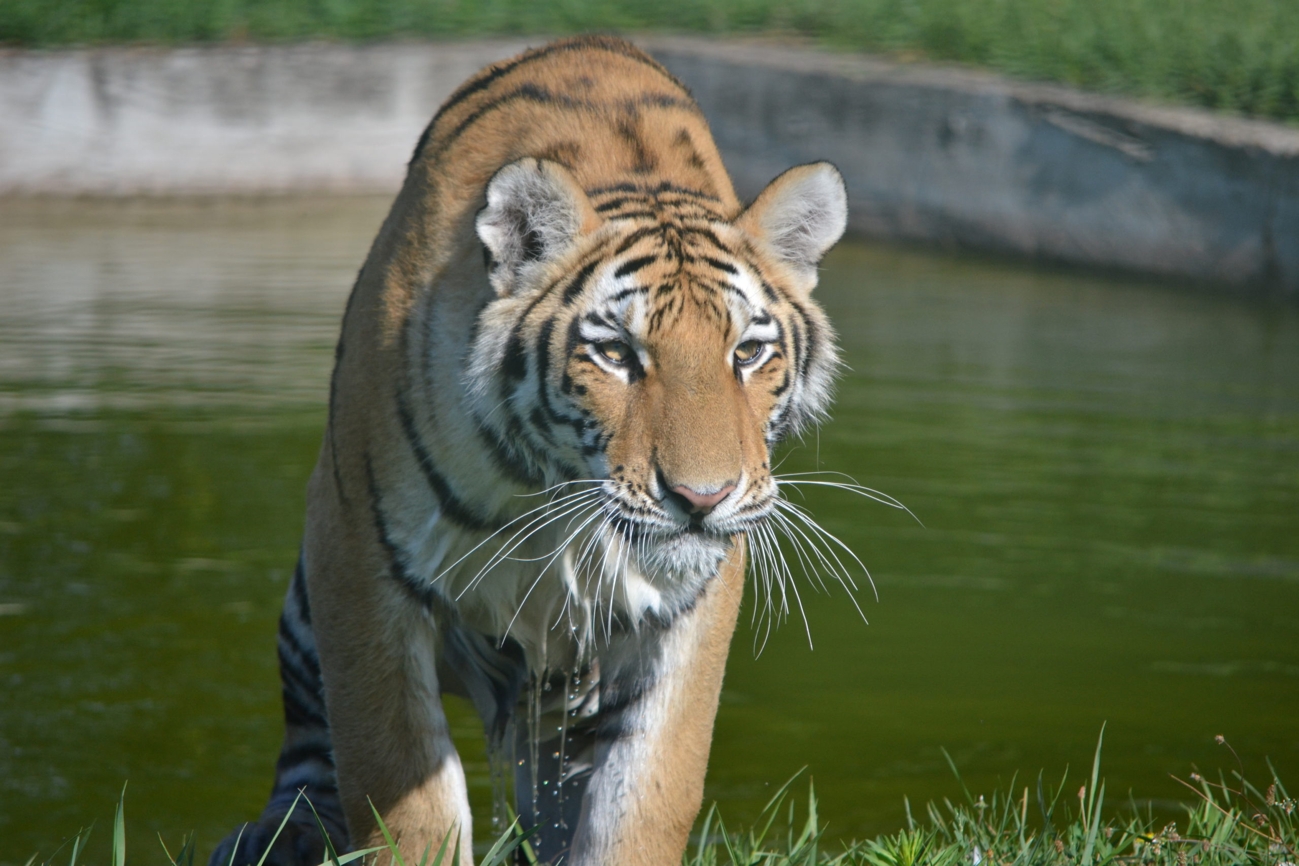 FOTO: Cum trec animalele de la ZOO Oradea peste caniculă 19.07.2023