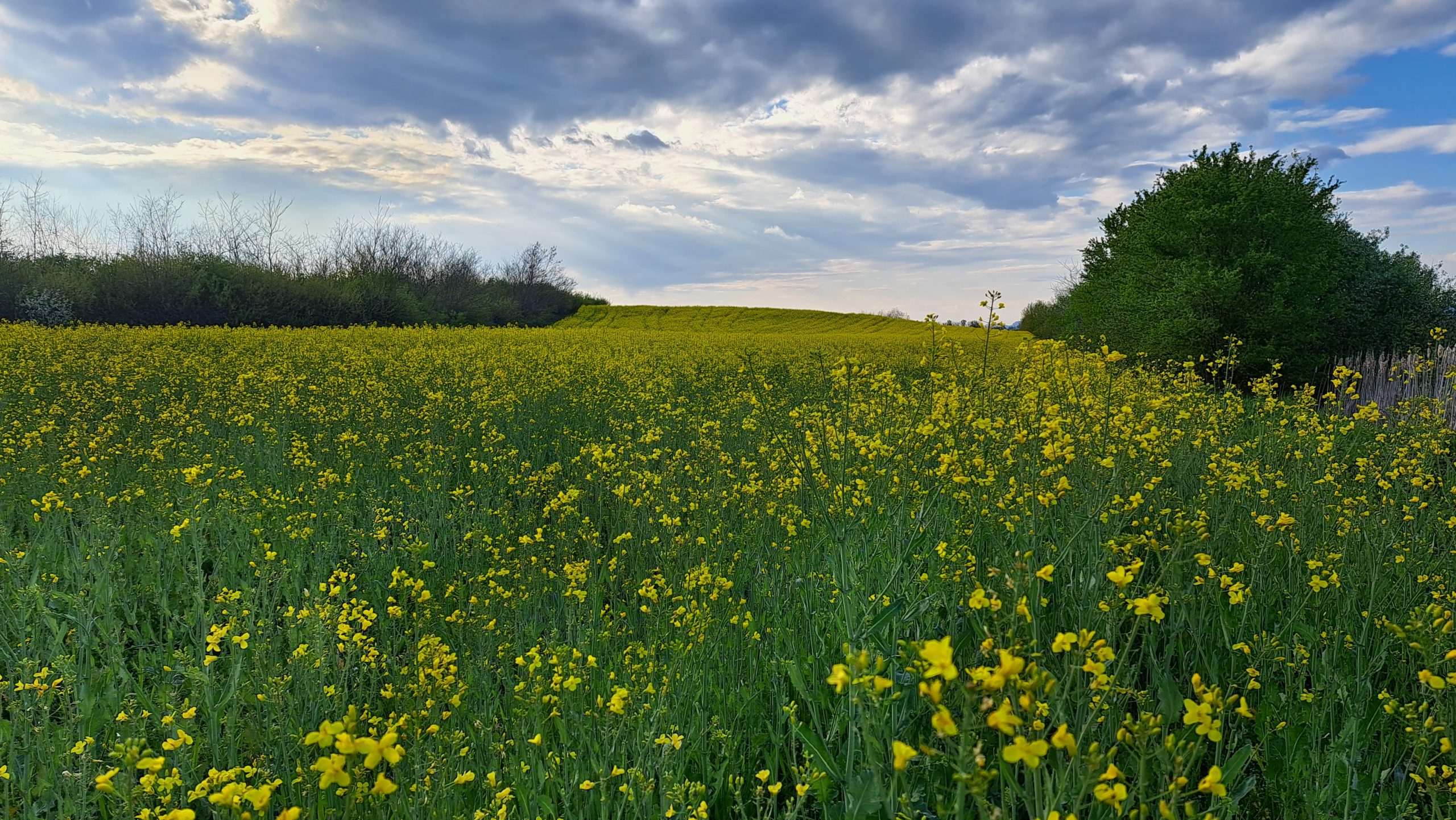 Foto Monica Cosma (RO)