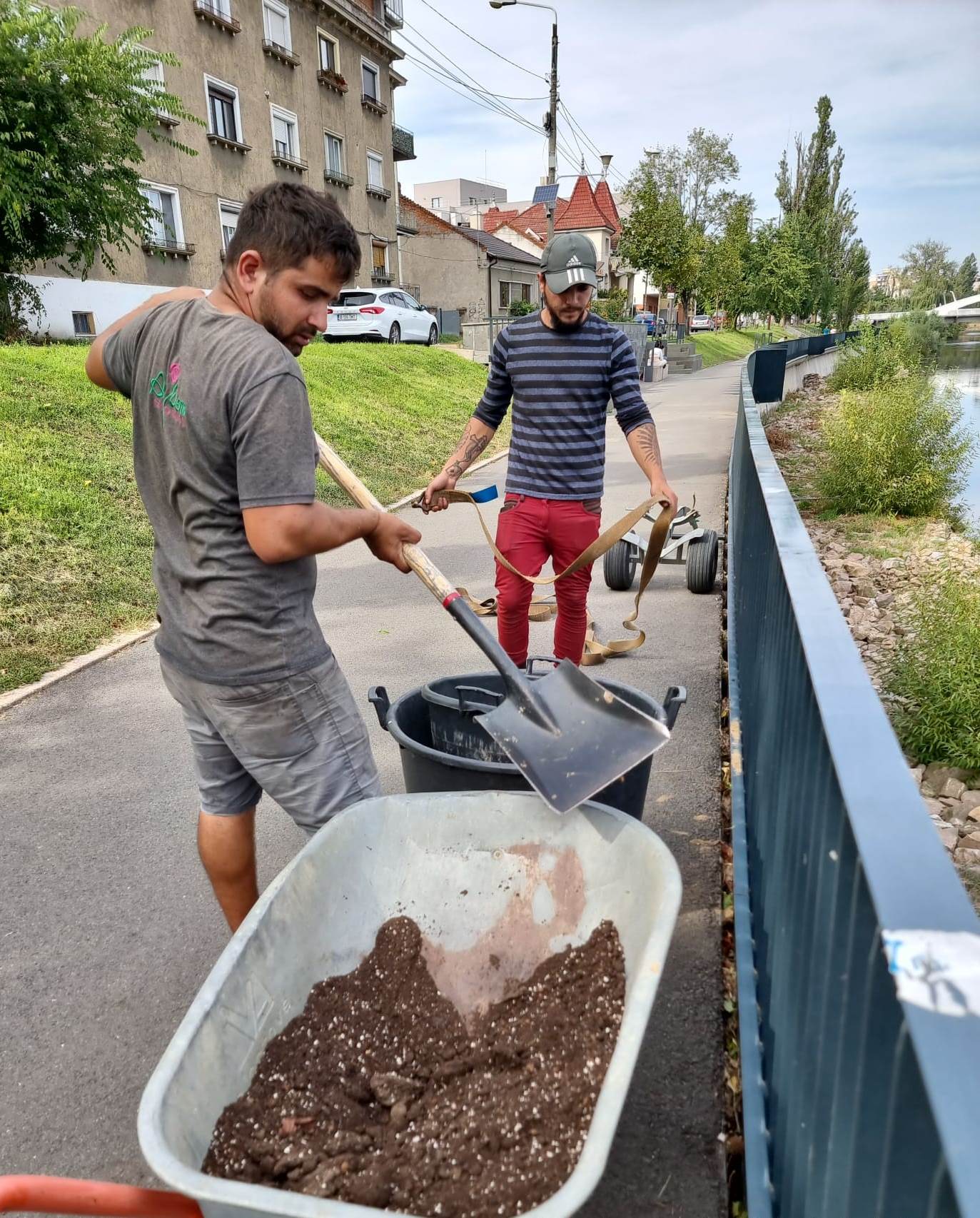 FOTO: Plantare sălcii în centrul Oradiei 26.09.2023