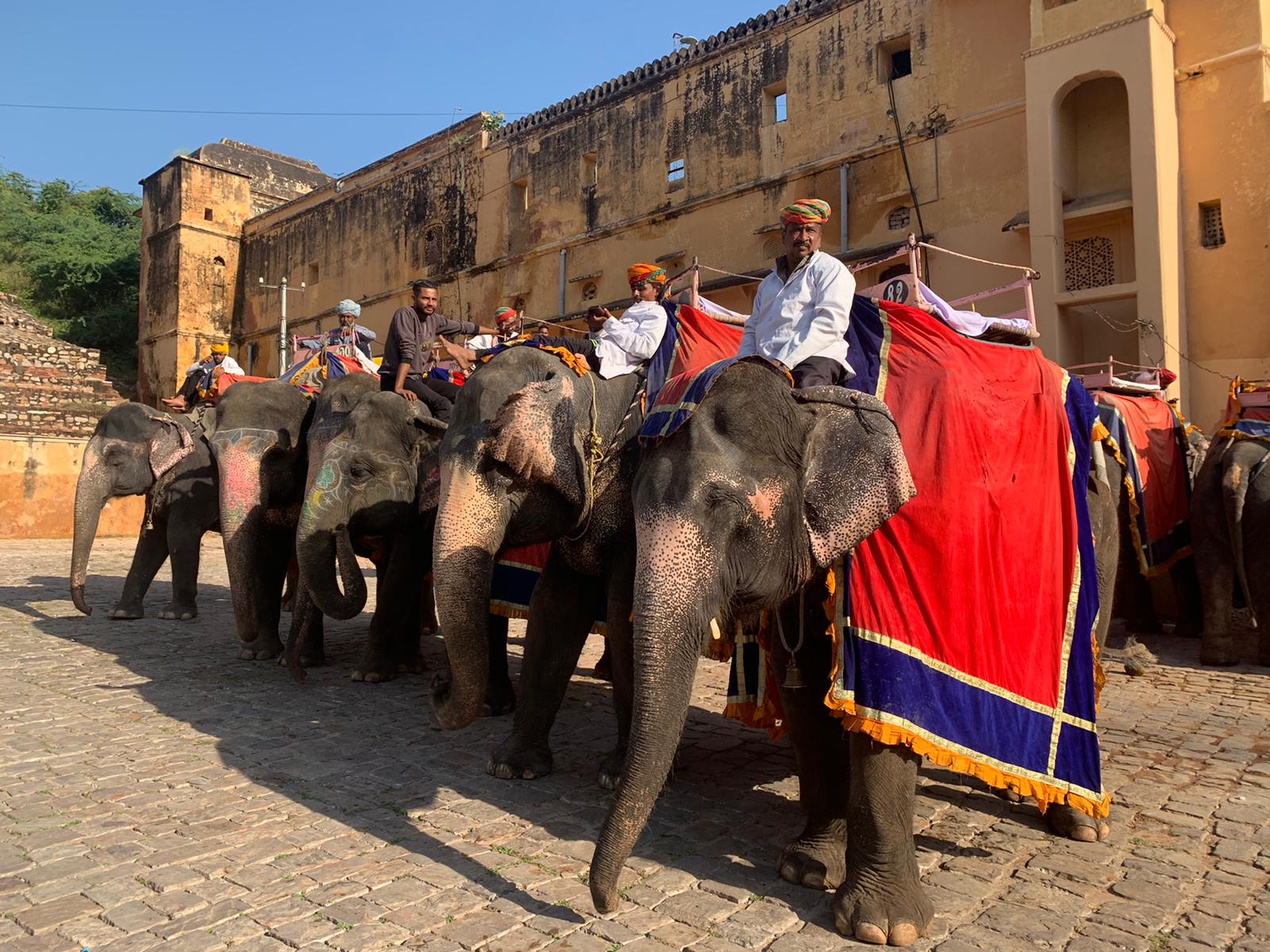 elefanti-Amber Fort, Jaipus.1