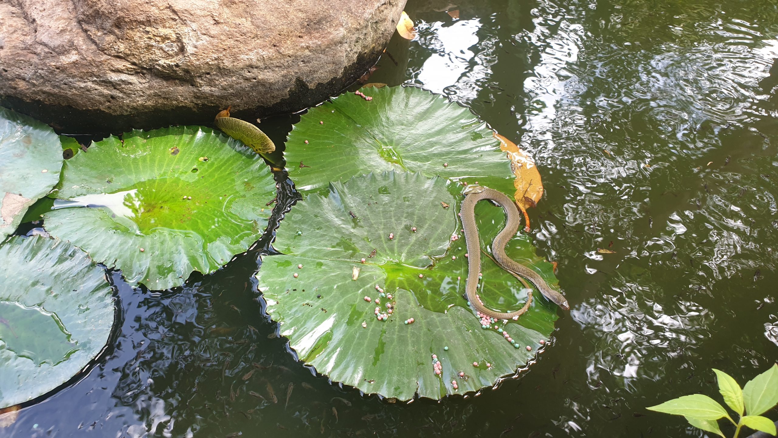 pui de Cobra regala, in ashramul Isha Yoga Center