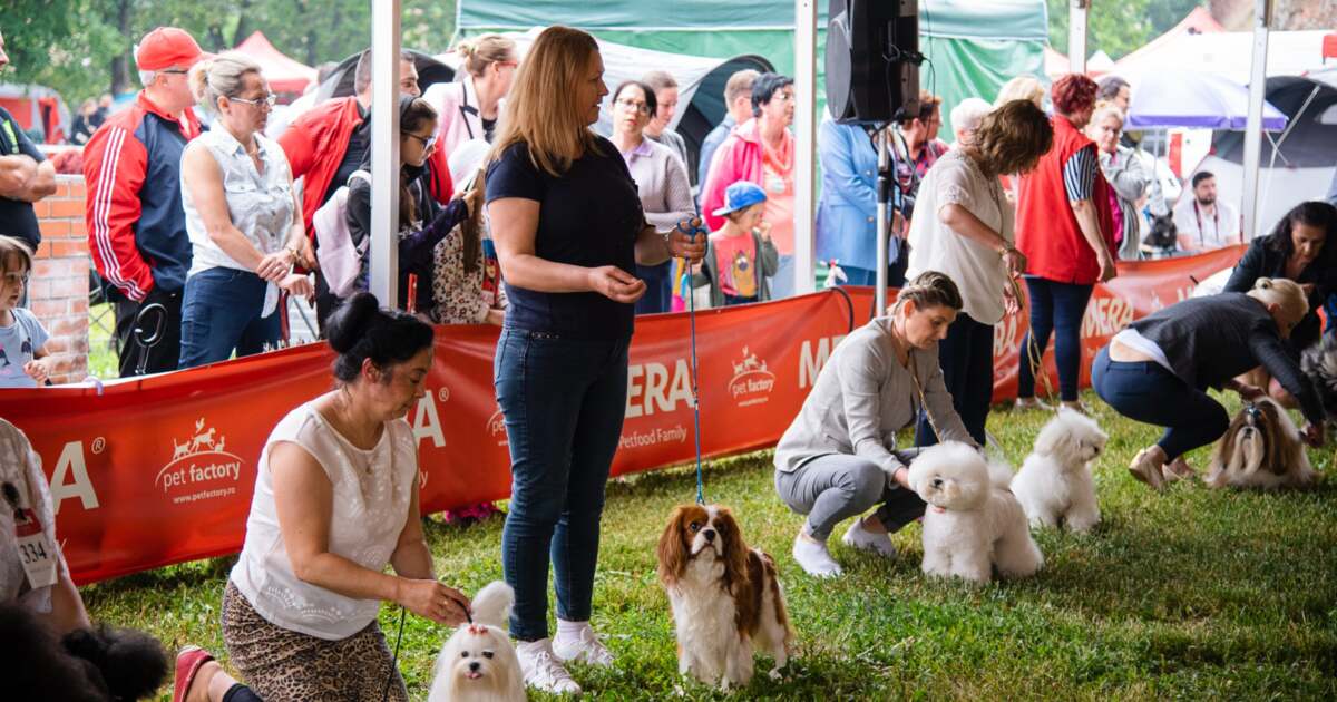 Halloween Dog Show un adevărat spectacol pentru orădenii iubitori de