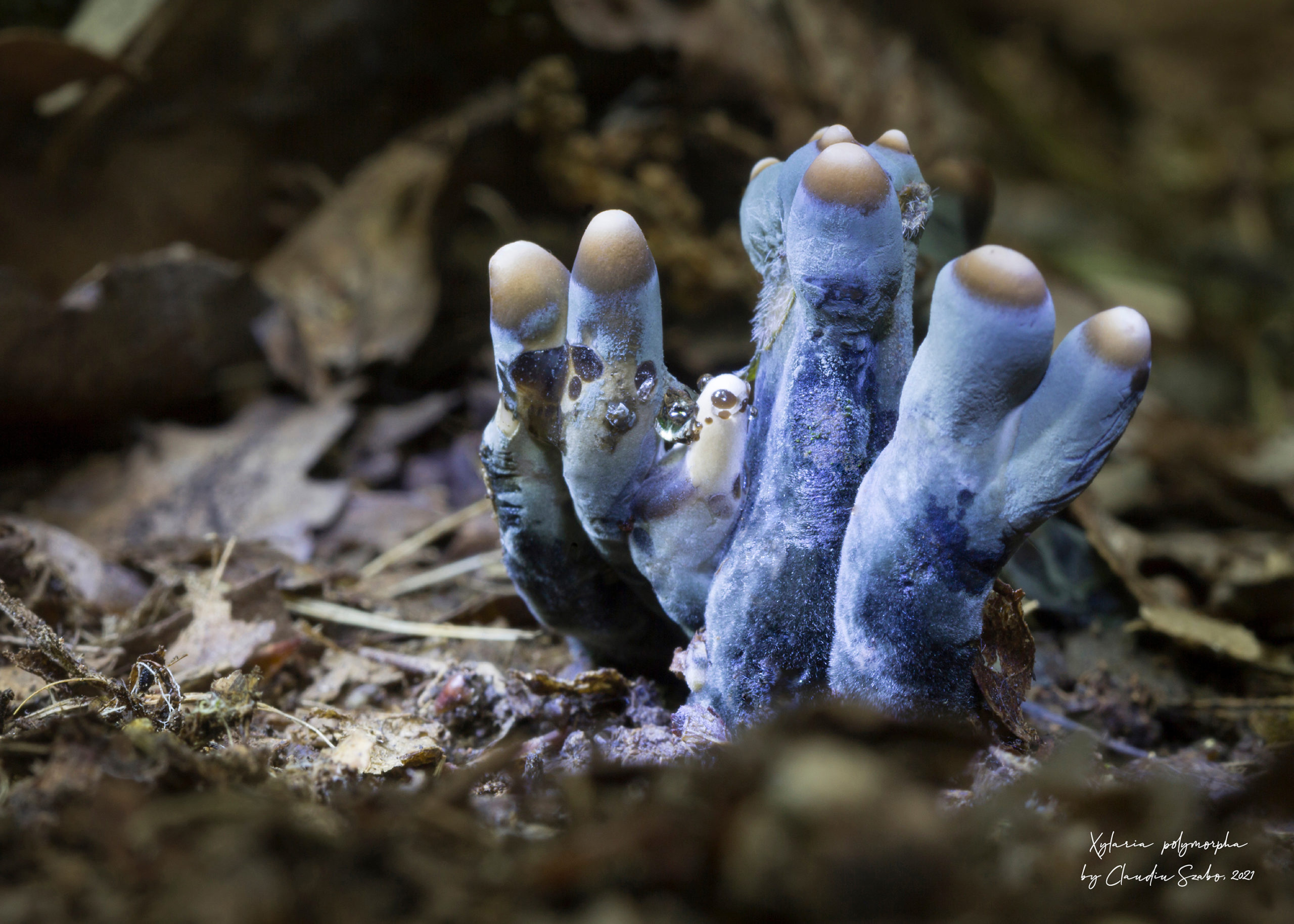 FOTO: Fotografiile lui Claudiu Szabó 08.10.2023