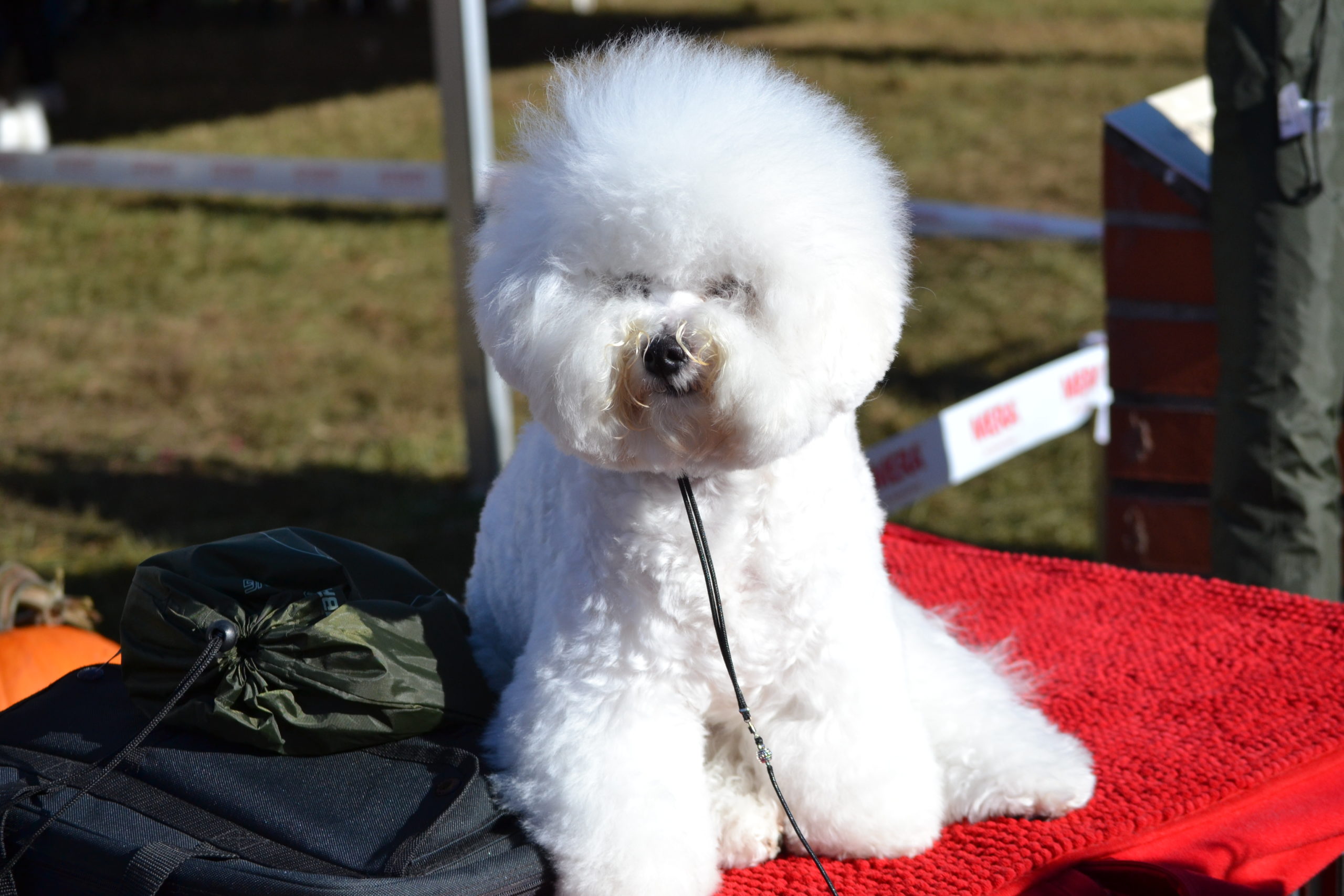 FOTO: Concurs de frumusețe canină la Oradea, 28.10.2023