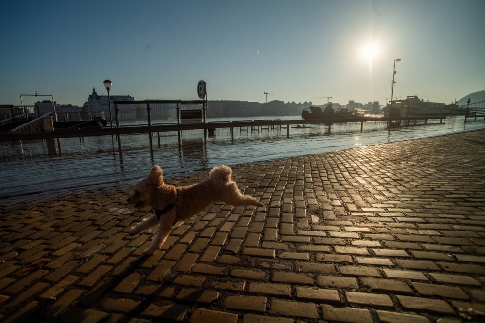 The river Danube floods parts of Budapest following the recent rains and snow