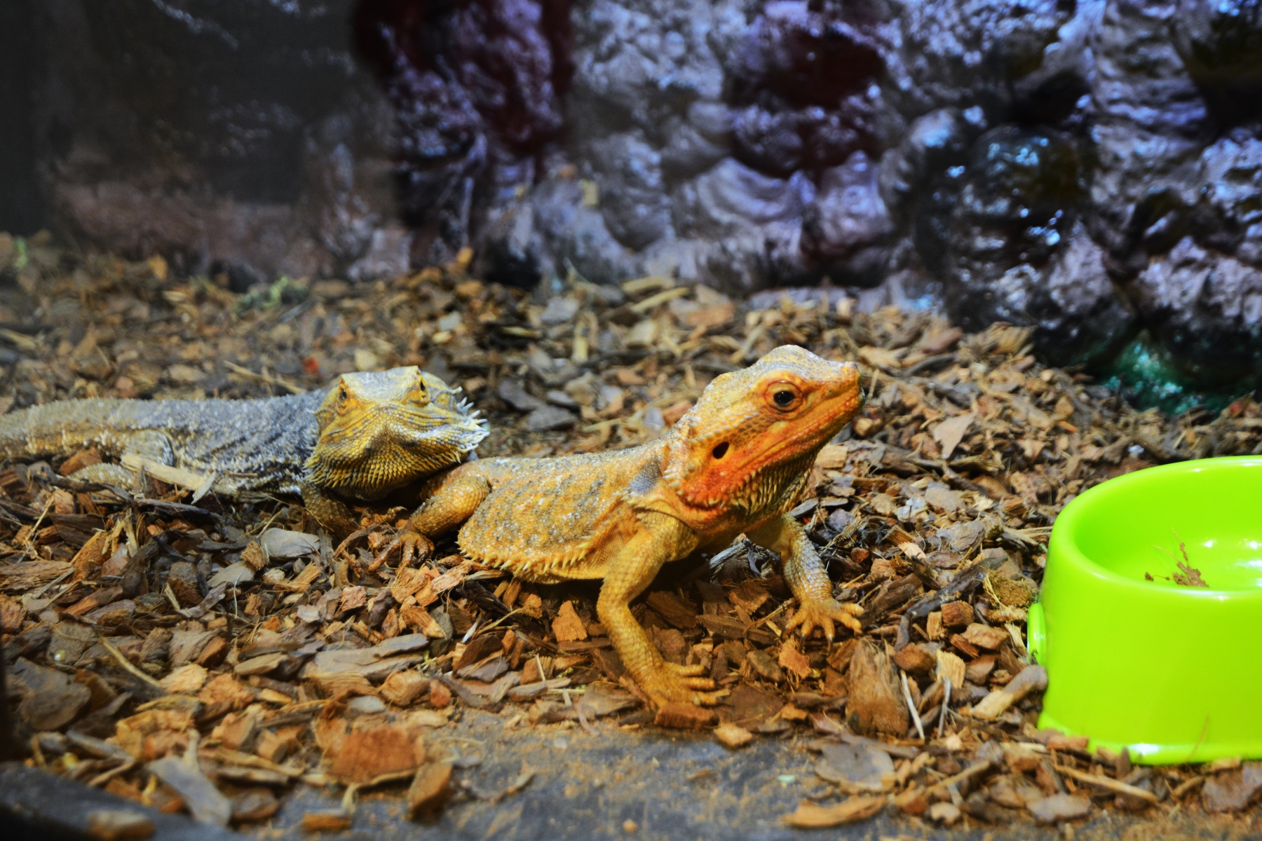 Expoziţie reptile si arahnide tropicale vii (1)