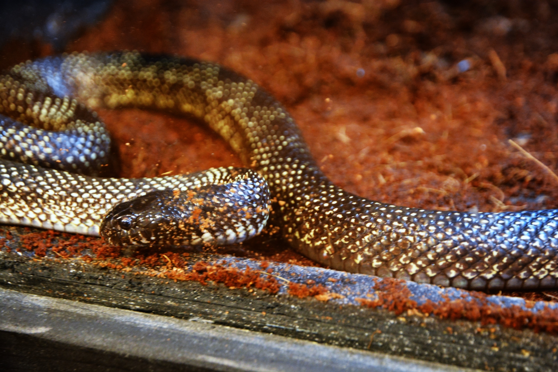 Expoziţie reptile si arahnide tropicale vii (10)