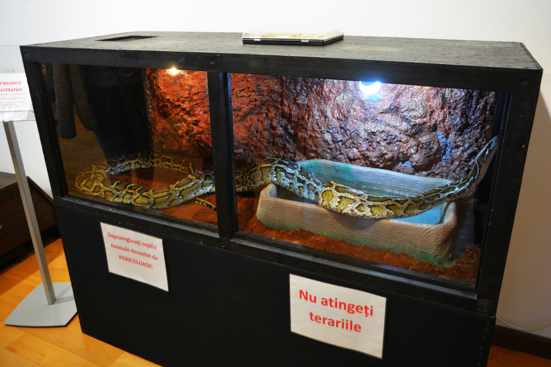 Expoziţie reptile si arahnide tropicale vii (14)