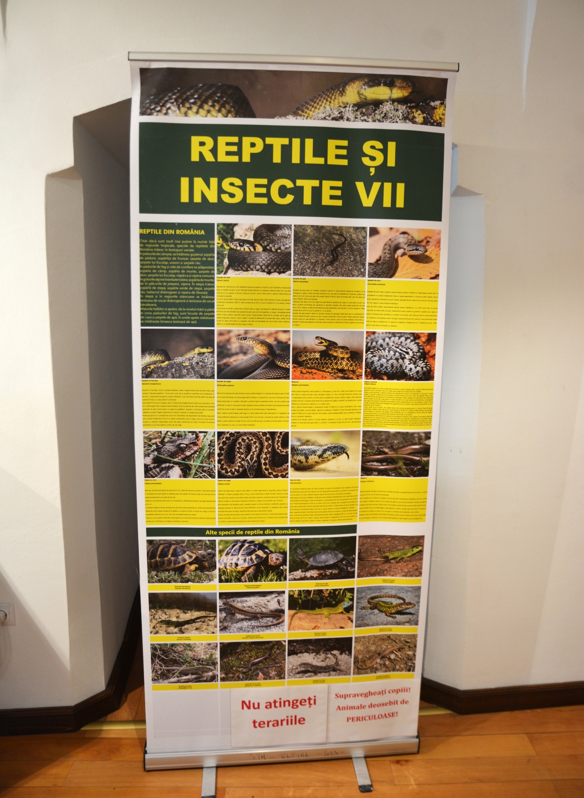 Expoziţie reptile si arahnide tropicale vii (15)