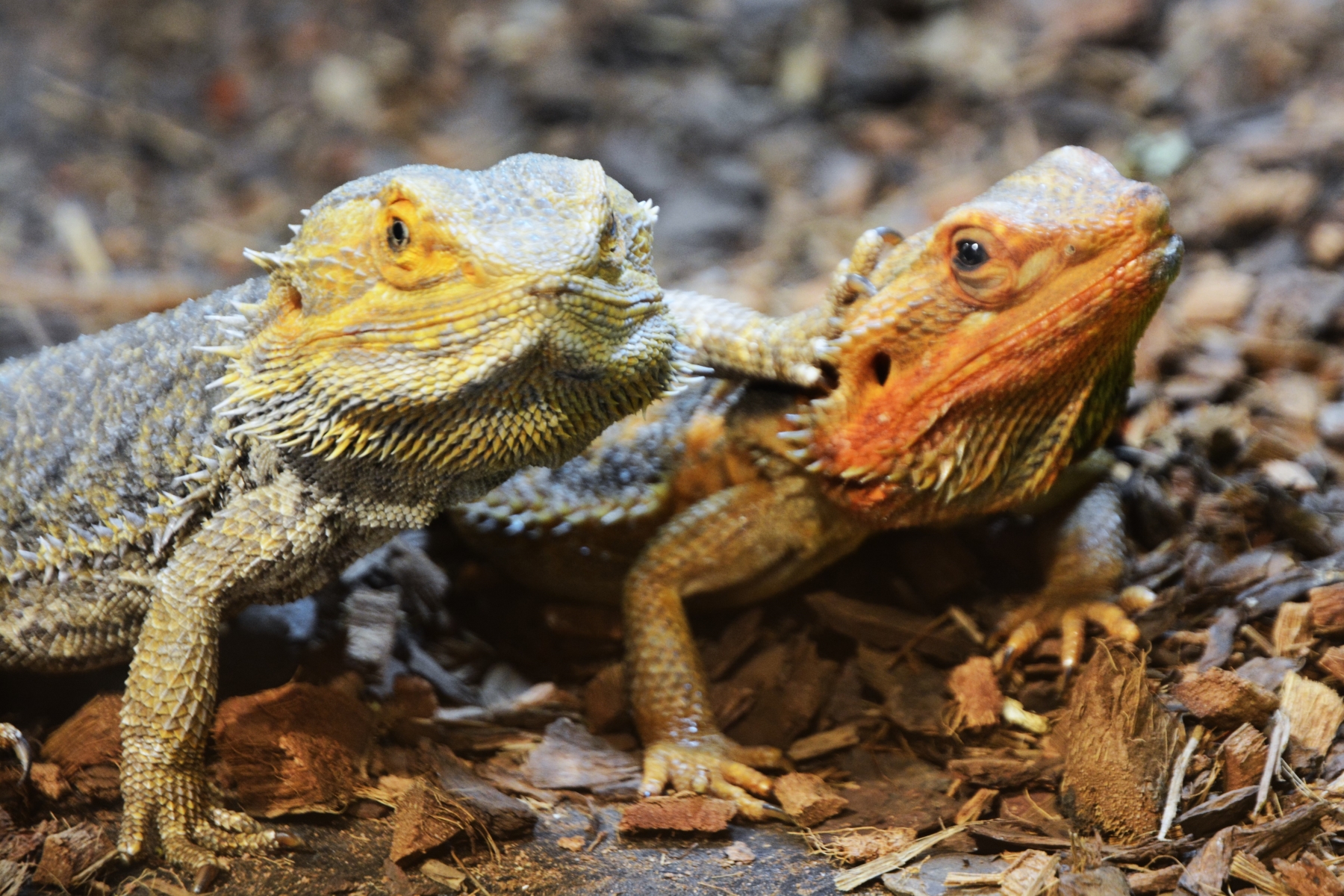 Expoziţie reptile si arahnide tropicale vii (22)