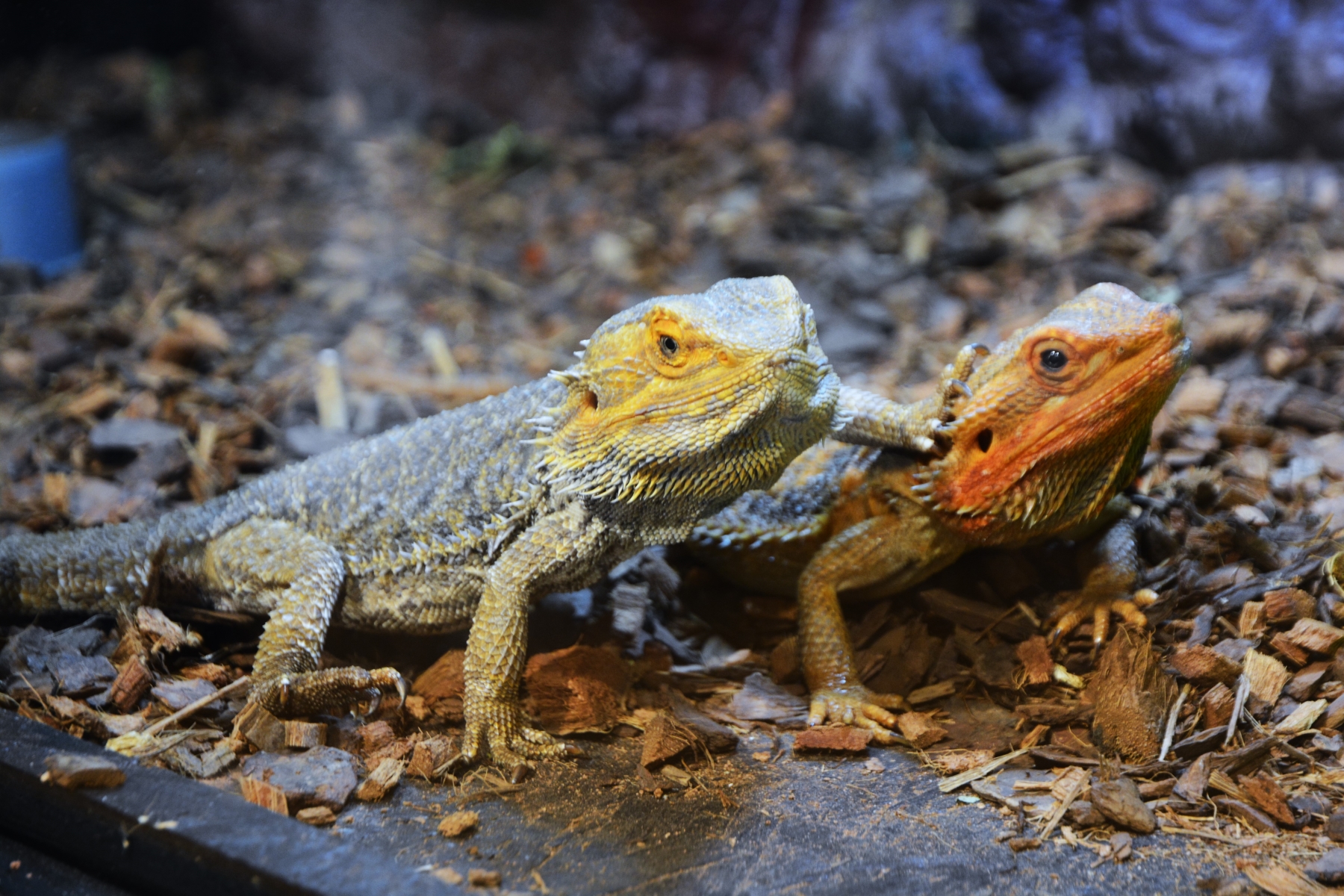 Expoziţie reptile si arahnide tropicale vii (23)