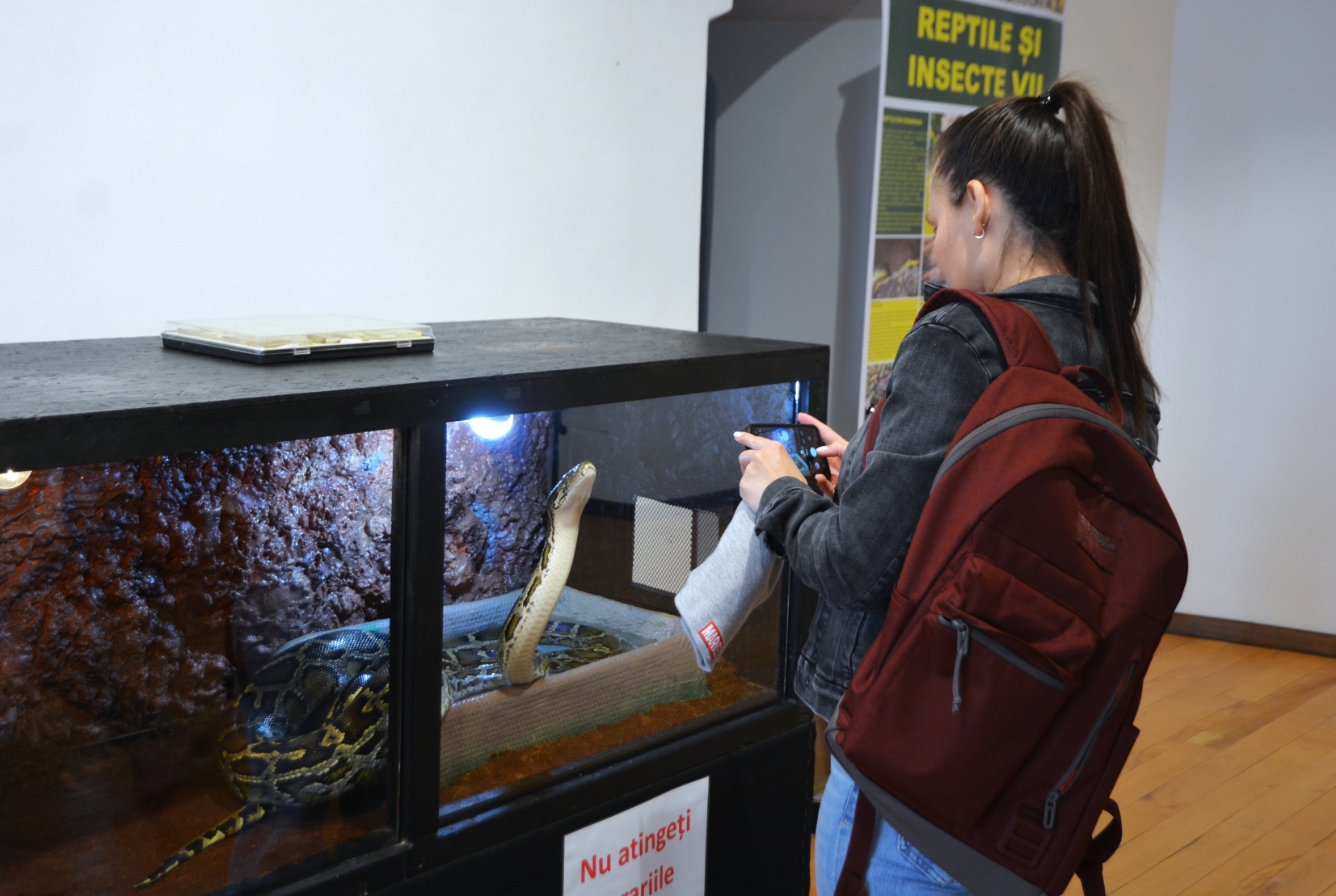 Expoziţie reptile si arahnide tropicale vii (50)