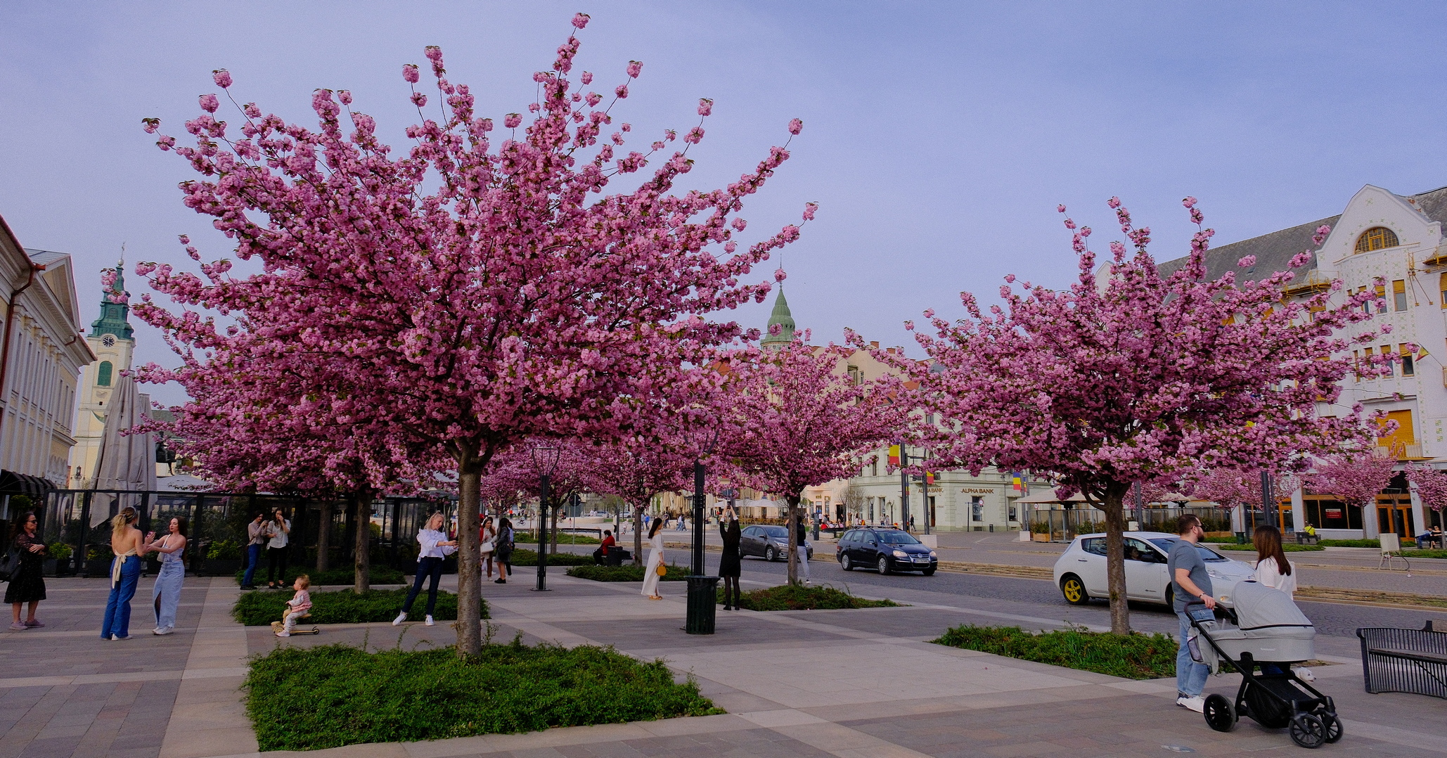 Cireșii japonezi au înflorit 03.04.2024 FOTO: Alexandru Nițescu