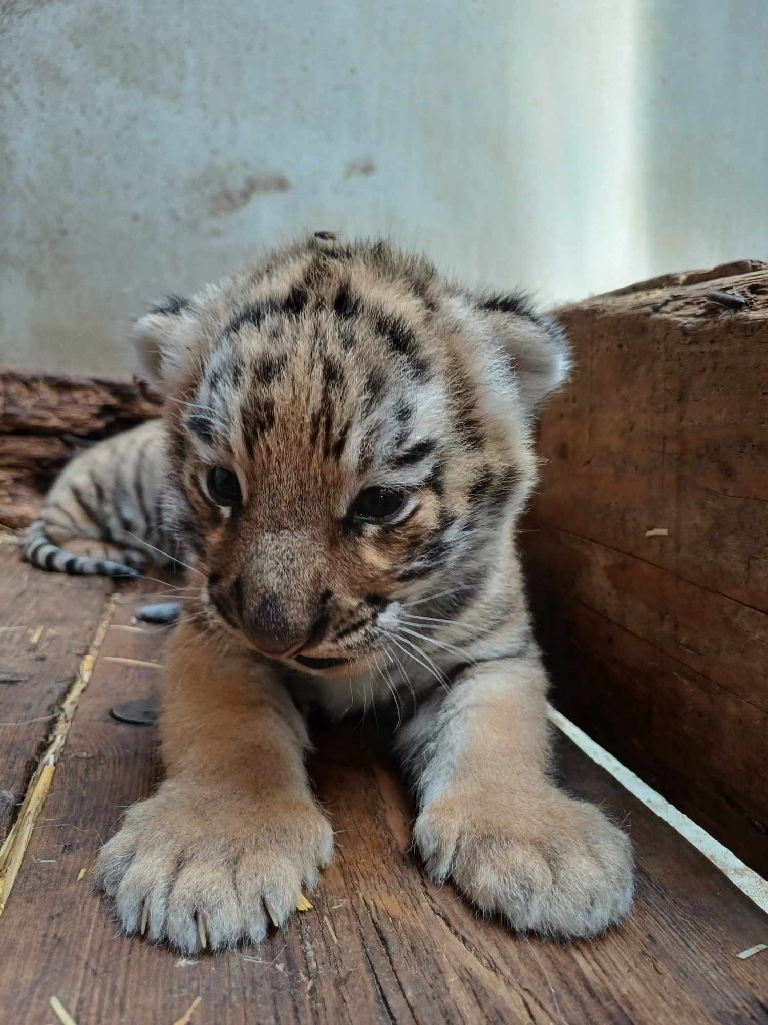 FOTO: Doi pui de tigru siberian la Zoo Oradea 12.06.2024
