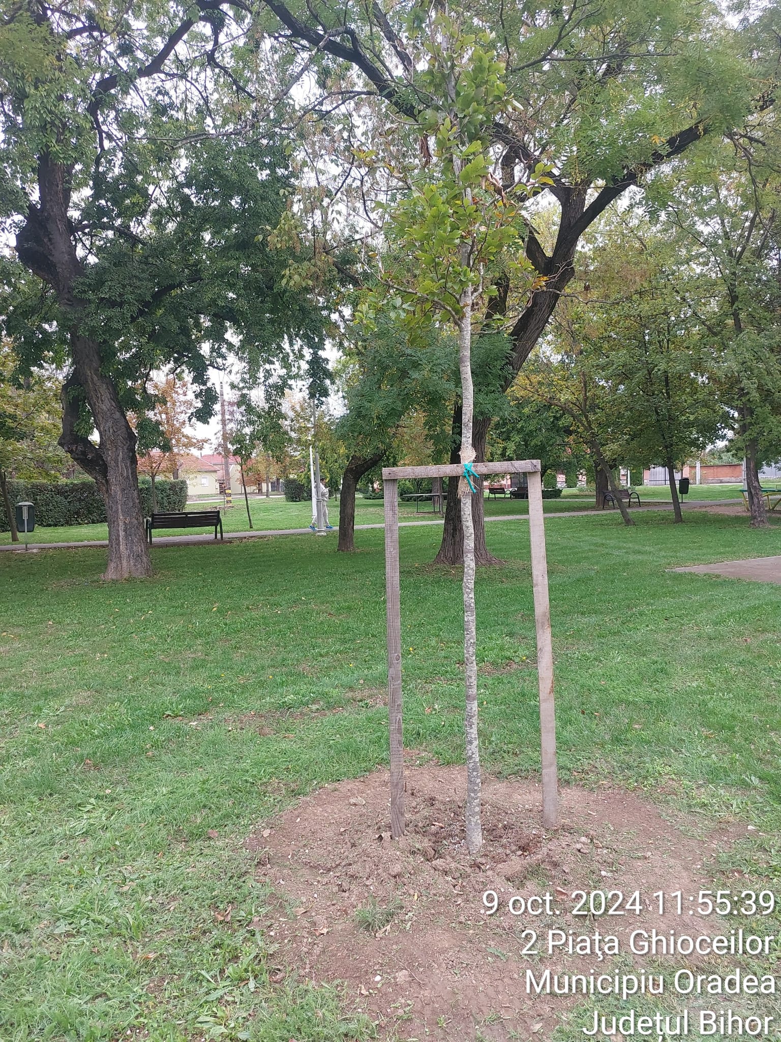 foto: Mai mult verde în Oradea: Primăria Oradea schimbă copacii uscați aflați încă în garanție, 09.10.2024