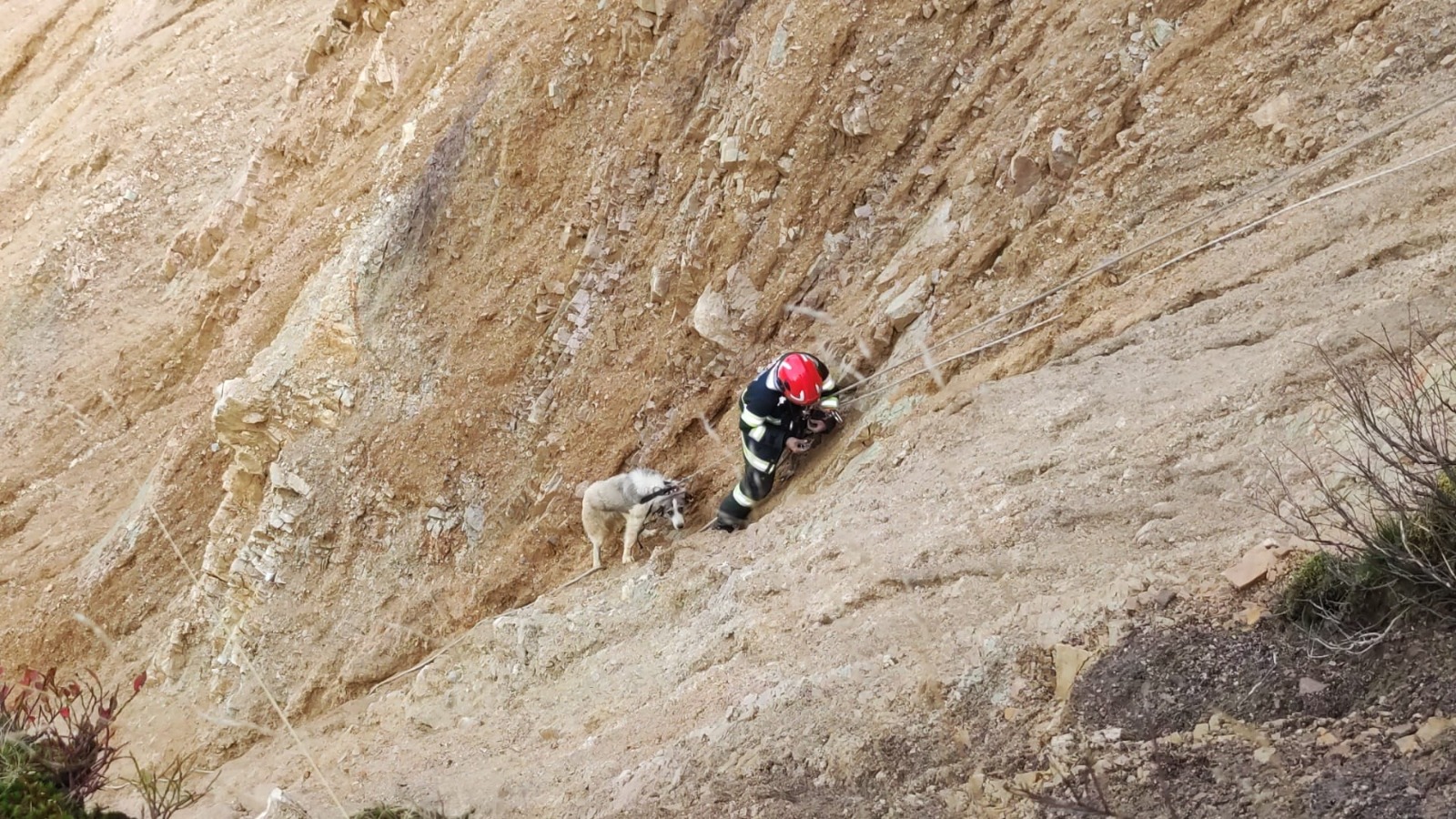 Foto: Câine salvat de pompierii bihoreni 14.10.2024